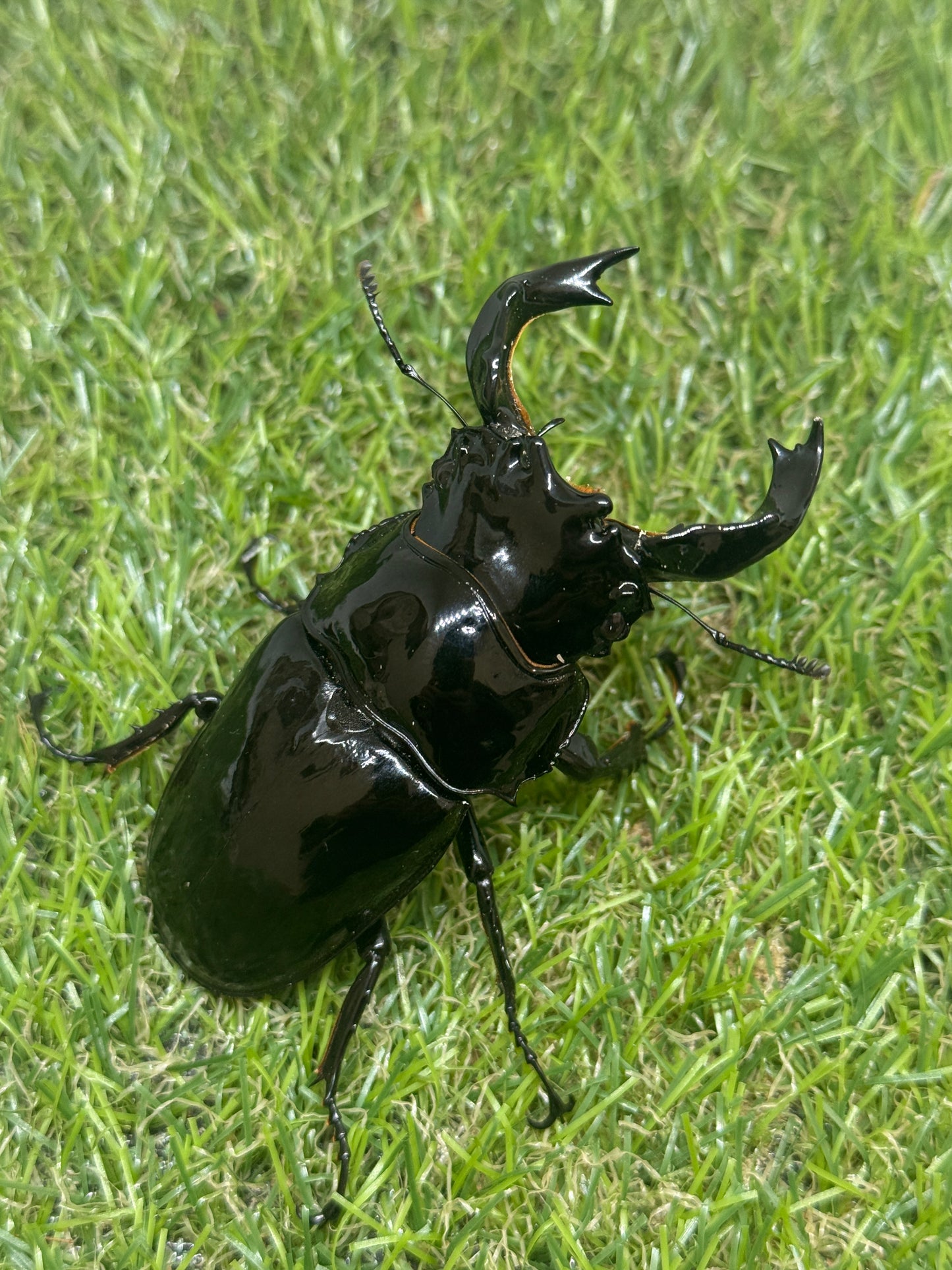 タランドゥスオオツヤクワガタ　♂84.3mm成虫ペア