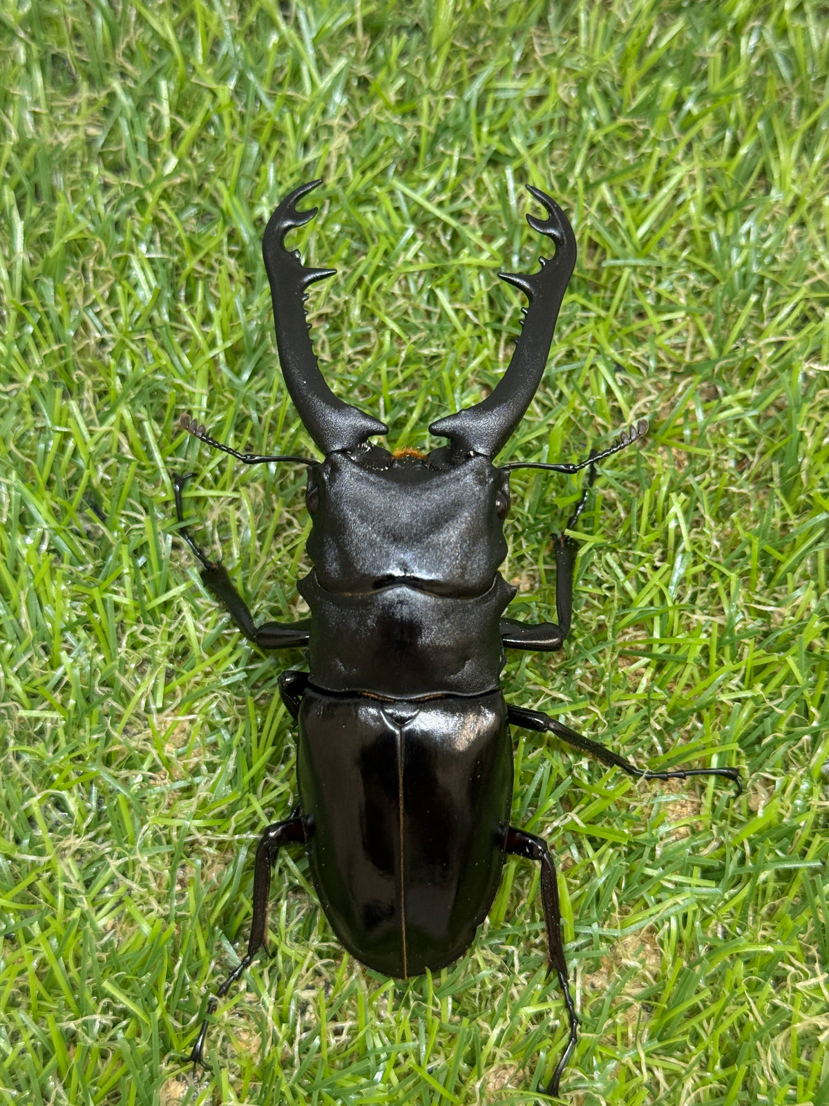 ギラファノコギリクワガタ　ニシカワイ　♂89mm成虫ペア