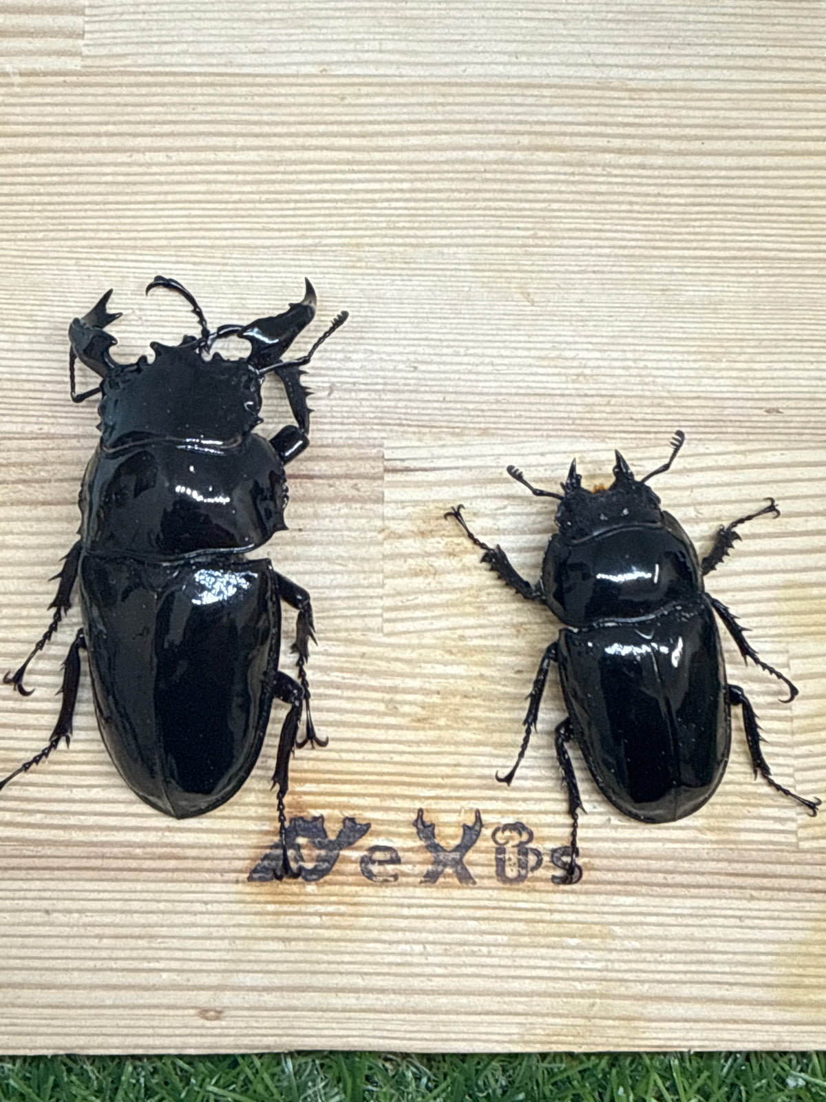 タランドゥスオオツヤクワガタ　♂79mm成虫ペア
