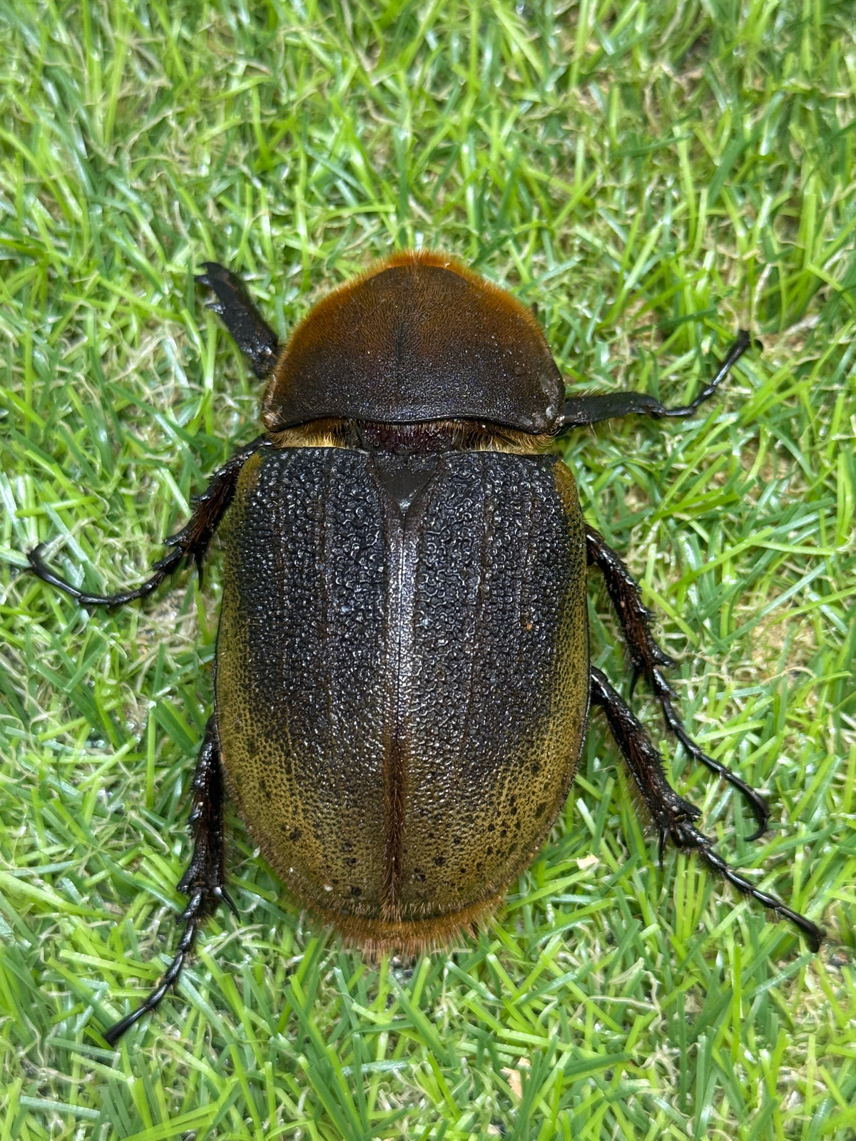 DH・ヘラクレス(大型血統)　♀66.4mm単品