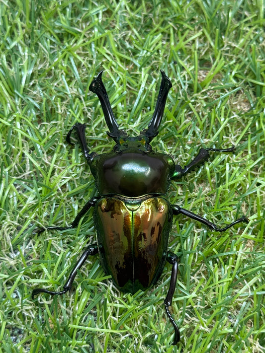 ニジイロクワガタ(グリーン系)　♂58mm成虫ペア