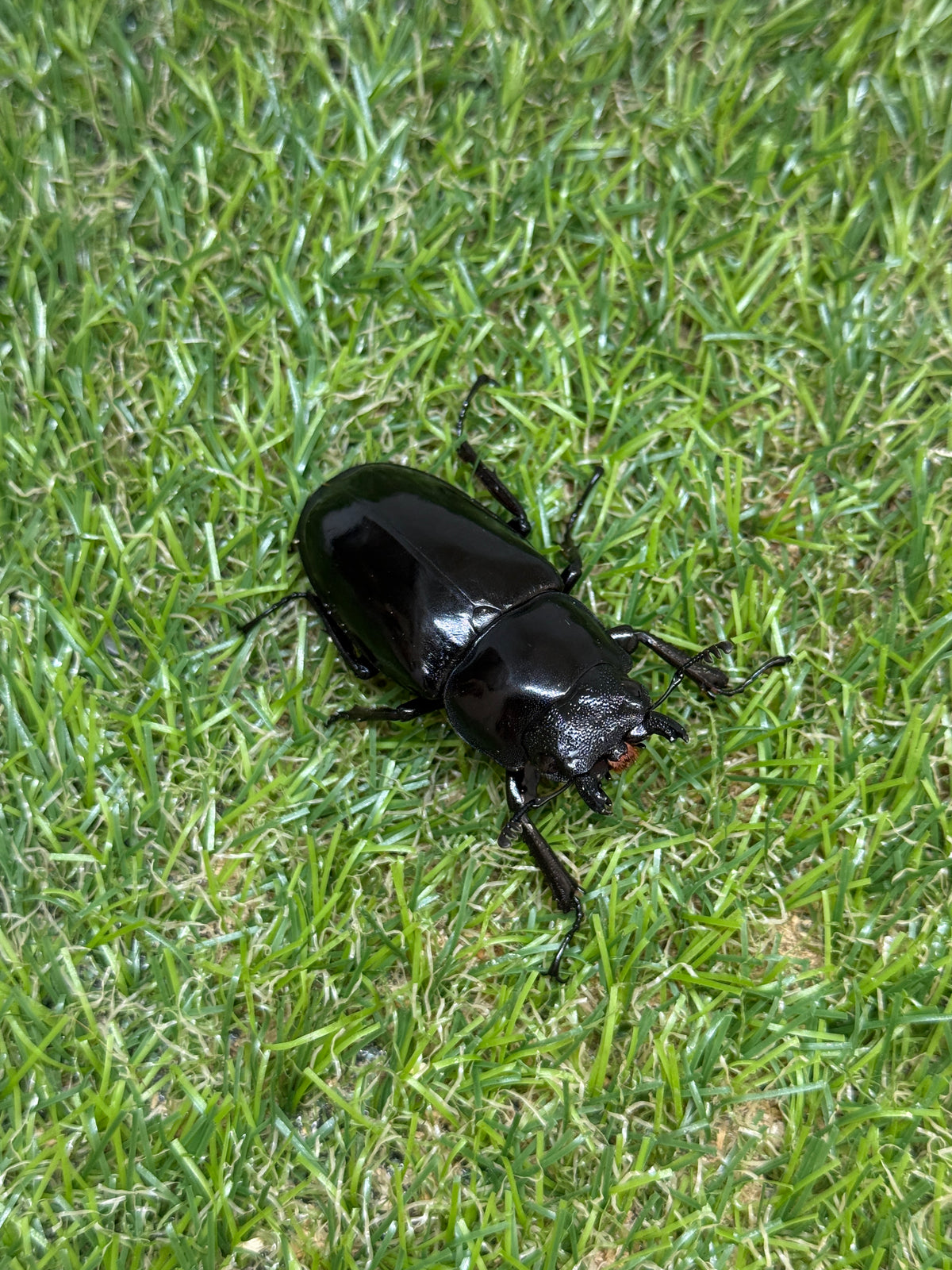ギラファノコギリクワガタ　ニシカワイ　♂89mm成虫ペア