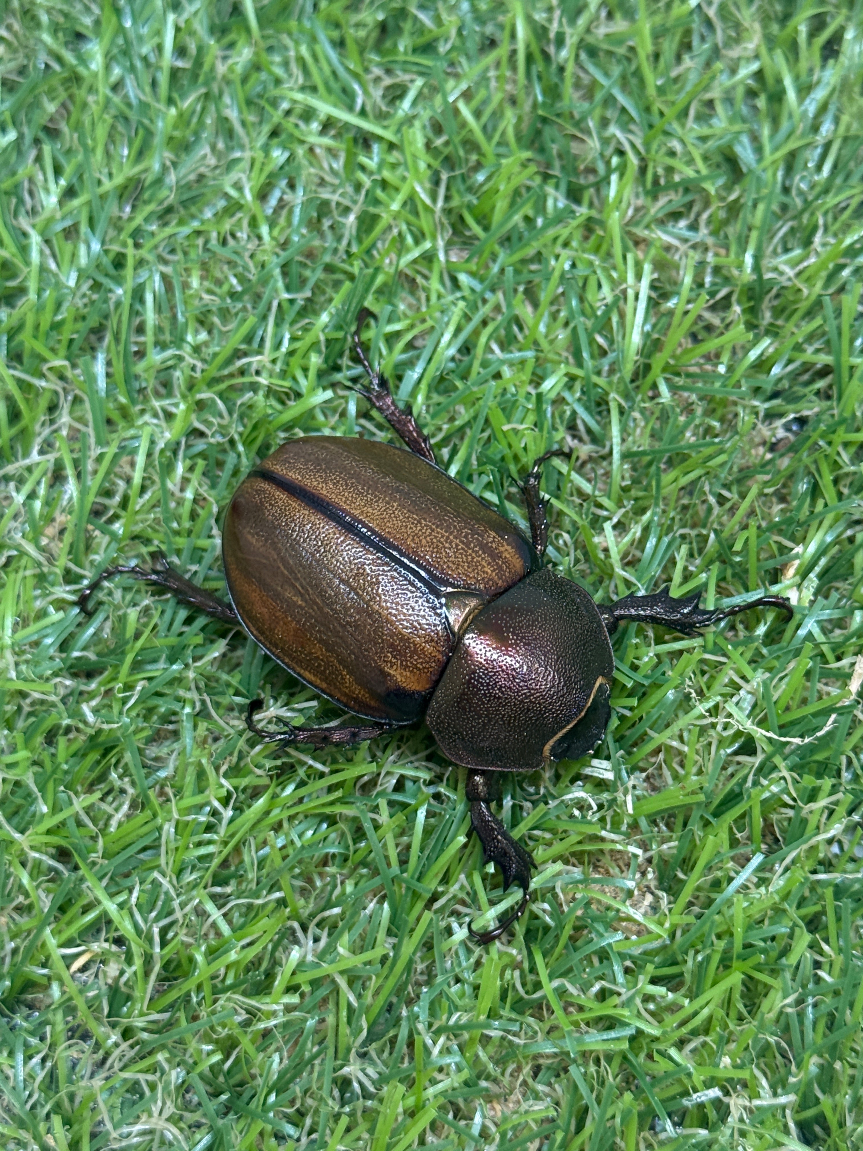 マルガリータヒナカブト ♂freeサイズ成虫ペア – 昆虫ショップNexus マルガリータヒナカブト ♂freeサイズ成虫ペア – 昆虫ショップNexus