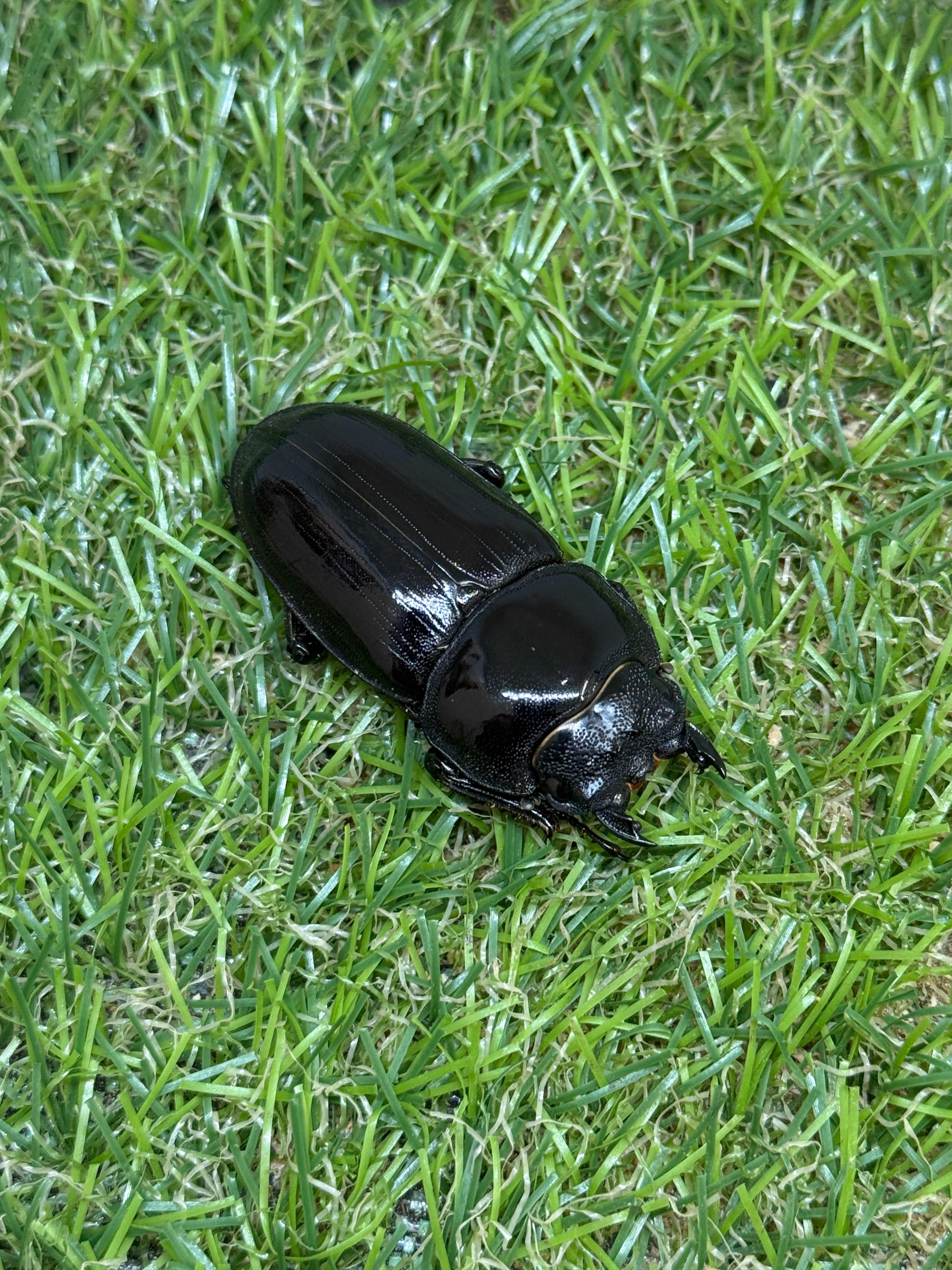 オオクワガタ 奈良輪川西ちなみ血統 ♂71mm成虫ペア – 昆虫ショップNexus
