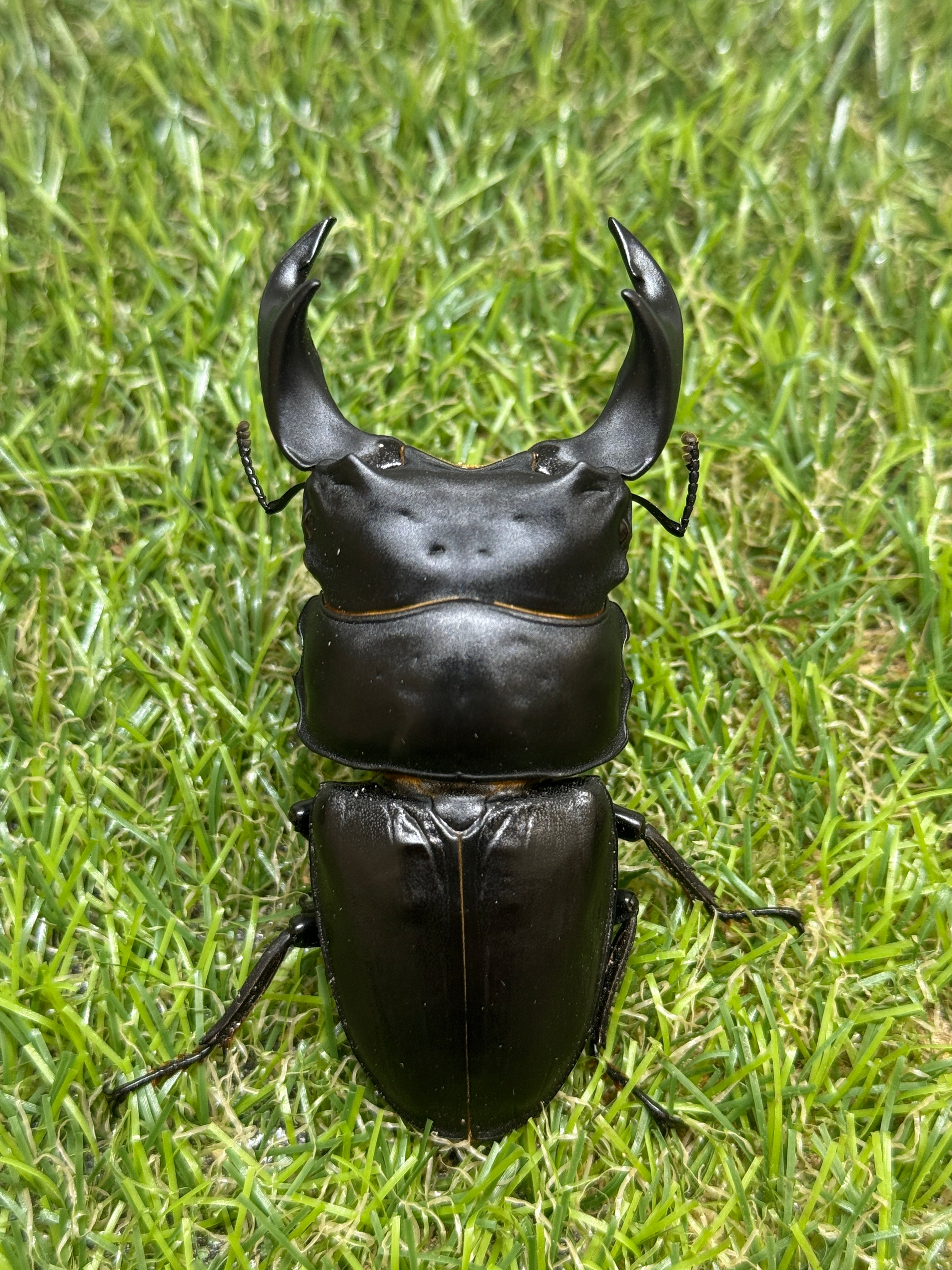 オオクワガタ 上阿古谷 ♂78.2mm成虫ペア – 昆虫ショップNexus