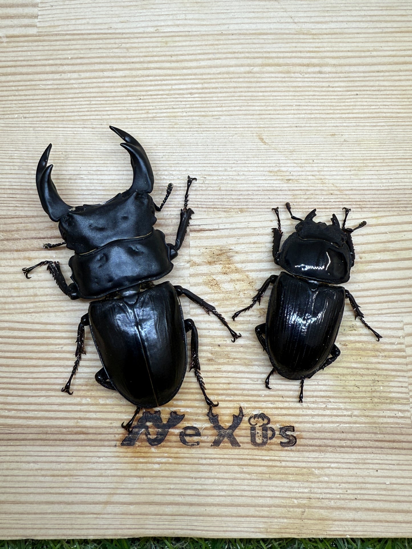 オオクワガタ　上阿古谷　♂73.3mm成虫ペア