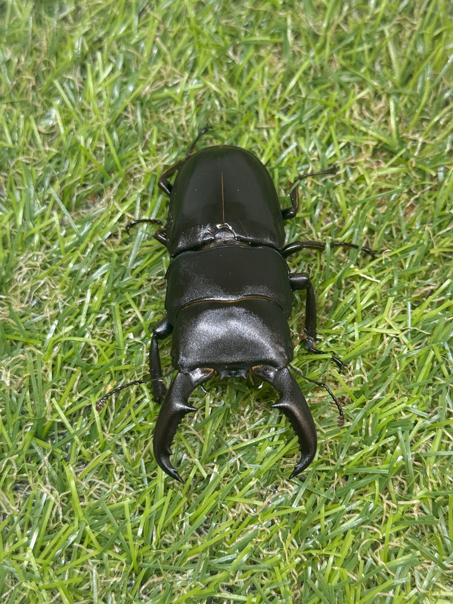 オキノエラブヒラタクワガタ　♂65.6mm成虫ペア