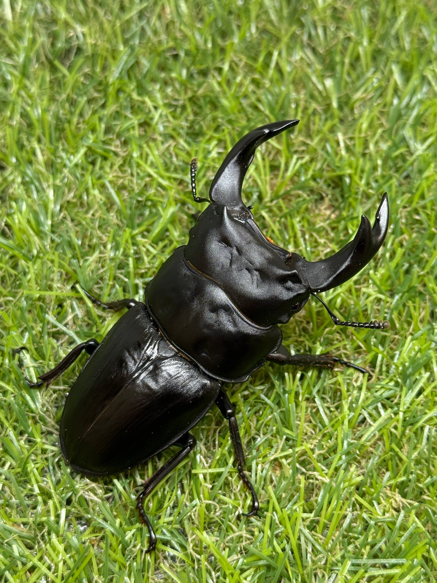 オオクワガタ　阿古谷　♂78mm成虫ペア