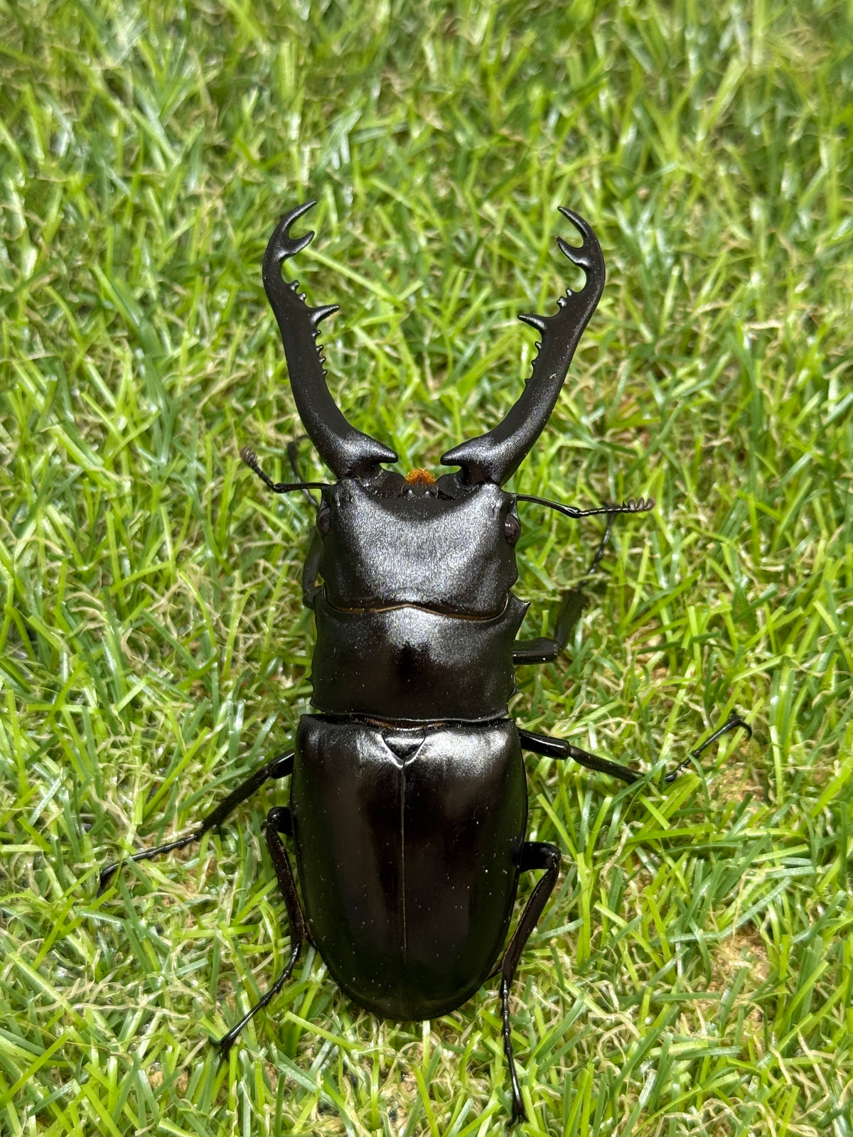ギラファノコギリクワガタ　ニシカワイ　♂82mm成虫ペア