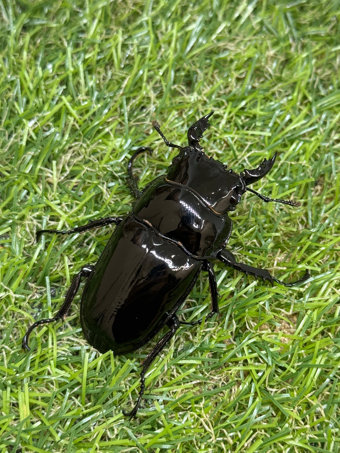 タランドゥスオオツヤクワガタ　♂56mm成虫ペア