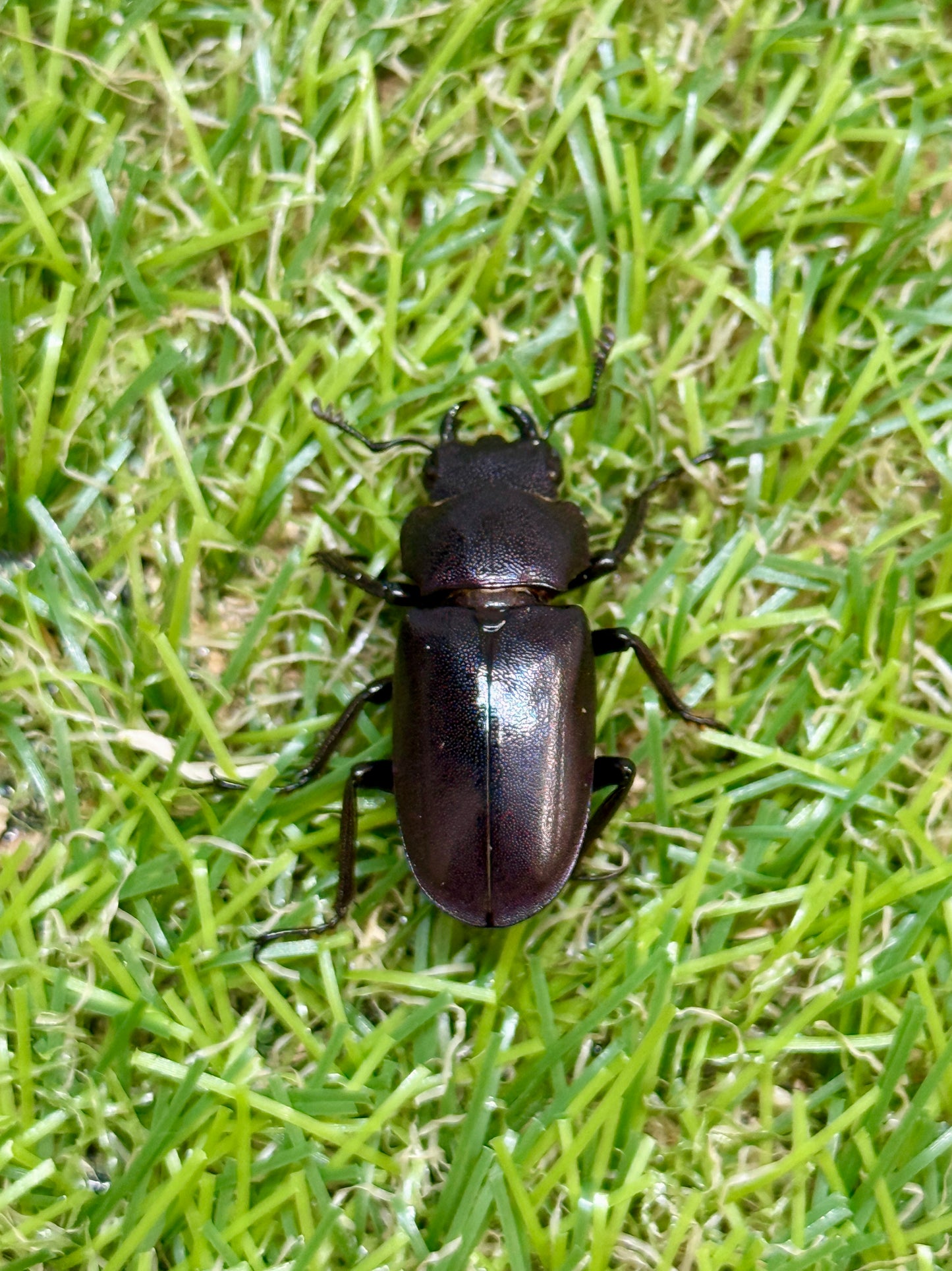 メタリフェルホソアカクワガタ　♂83.2mm成虫ペア