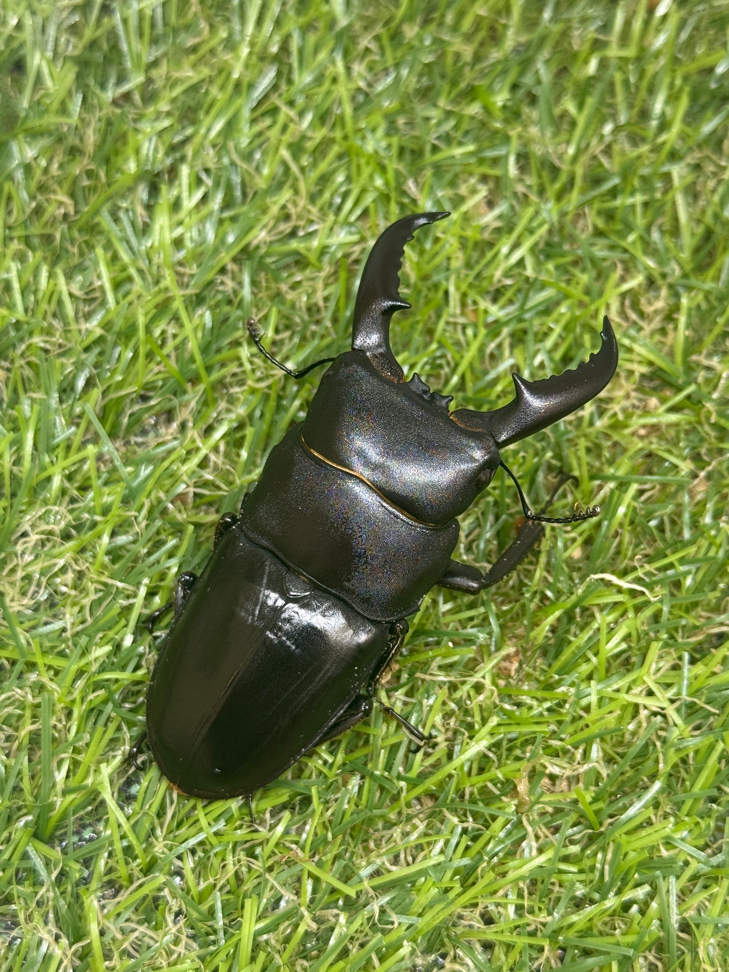 オキノエラブヒラタクワガタ　♂66mm単品