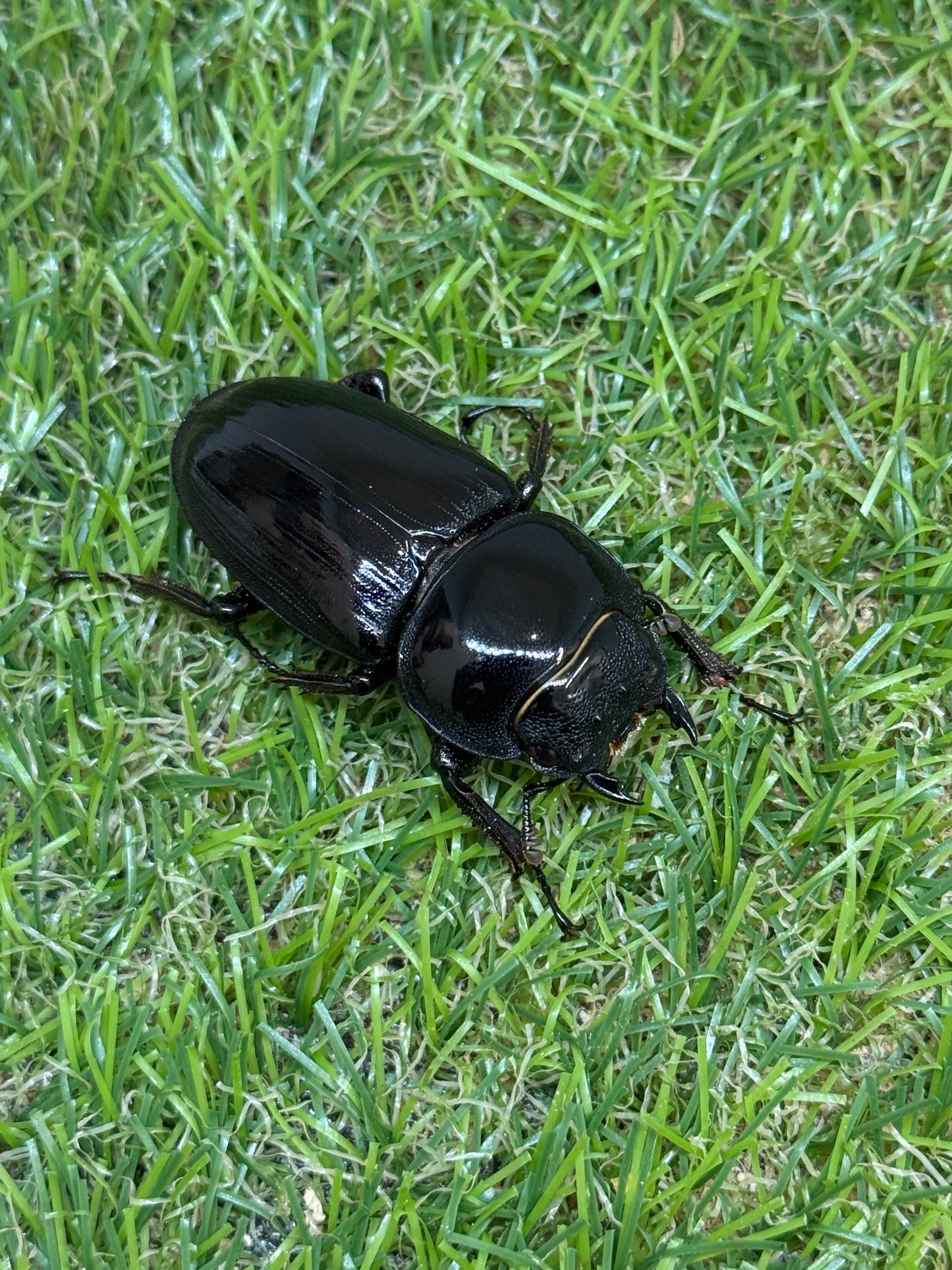 グランディスオオクワガタ　♂60mm成虫ペア