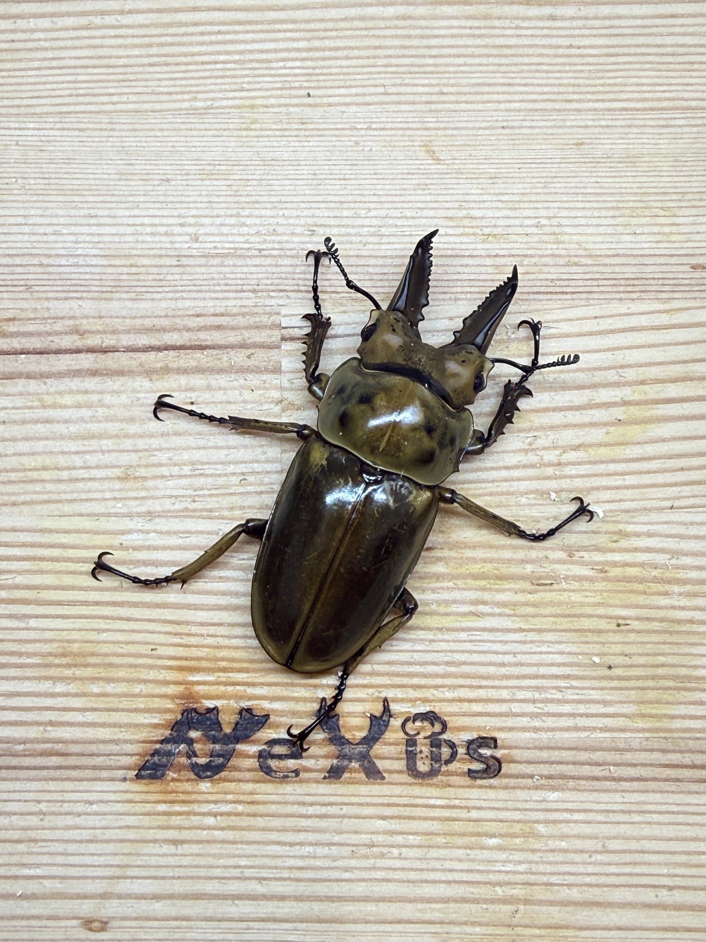 ババオウゴンオニクワガタ　♂58.2mm単品