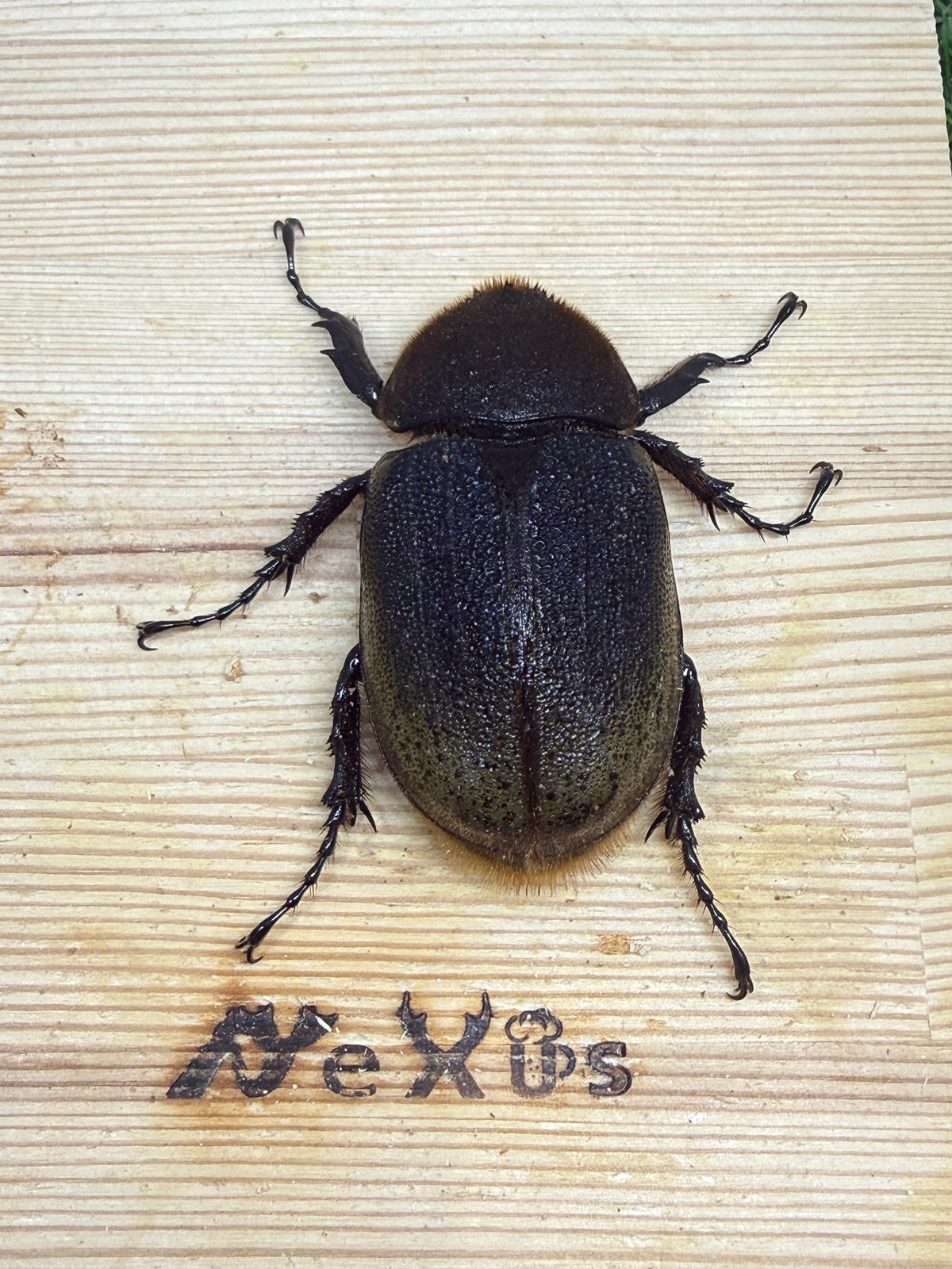 DH・ヘラクレス(大型血統)　♀62.7mm単品