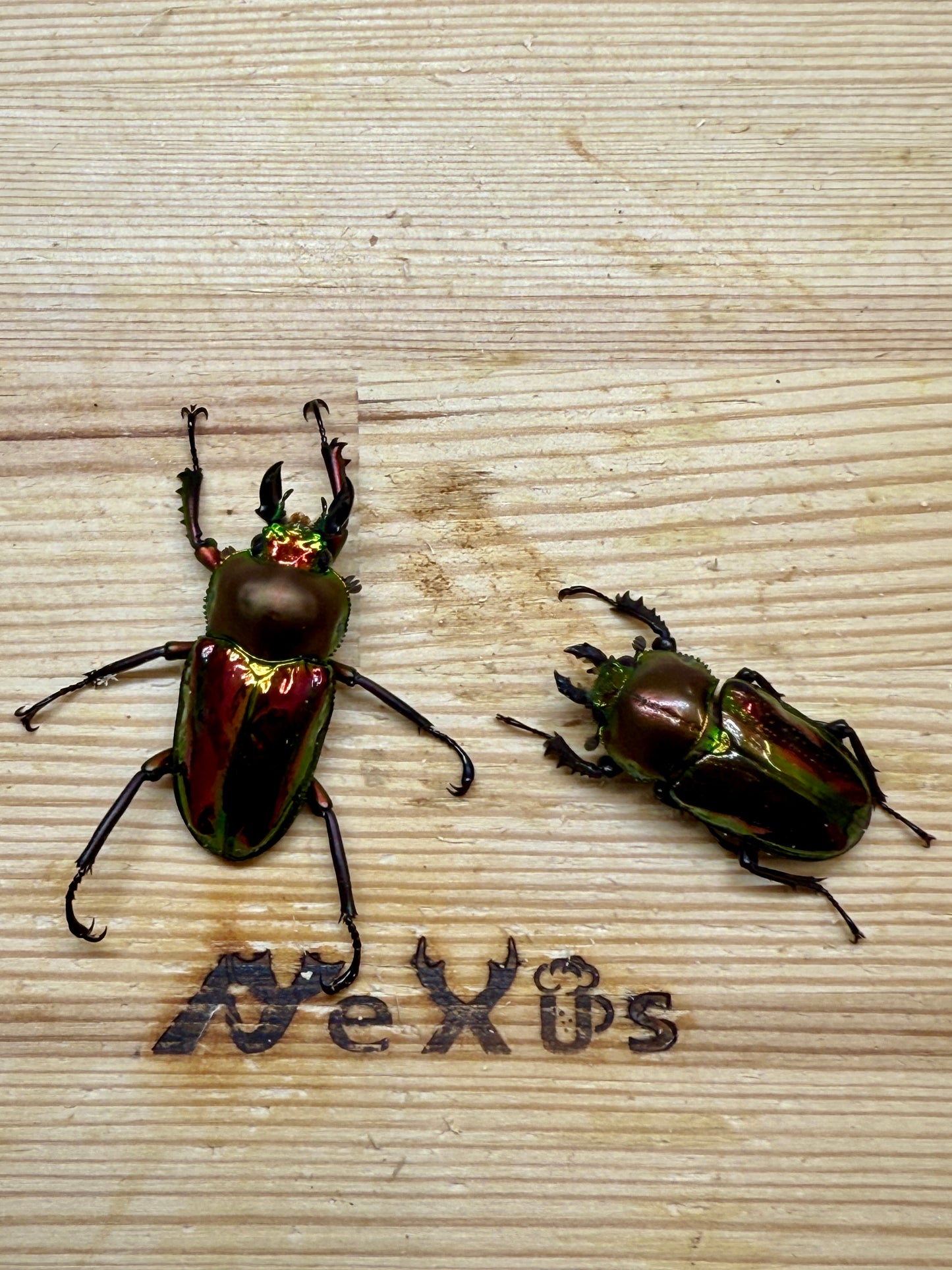 ニジイロクワガタ(レッド系)　freeサイズ成虫ペア