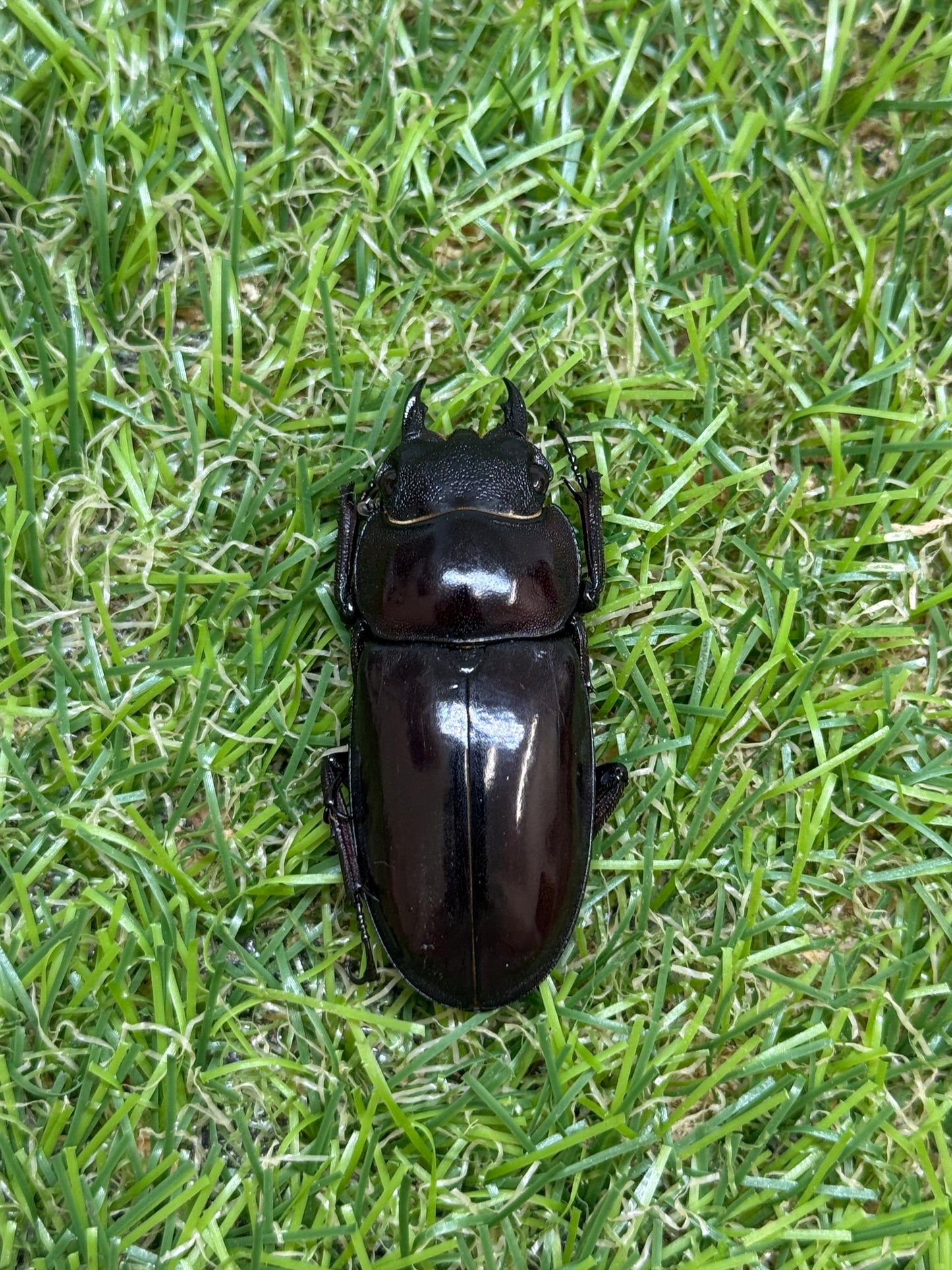 マンディブラリスフタマタクワガタ　♂86mm成虫ペア