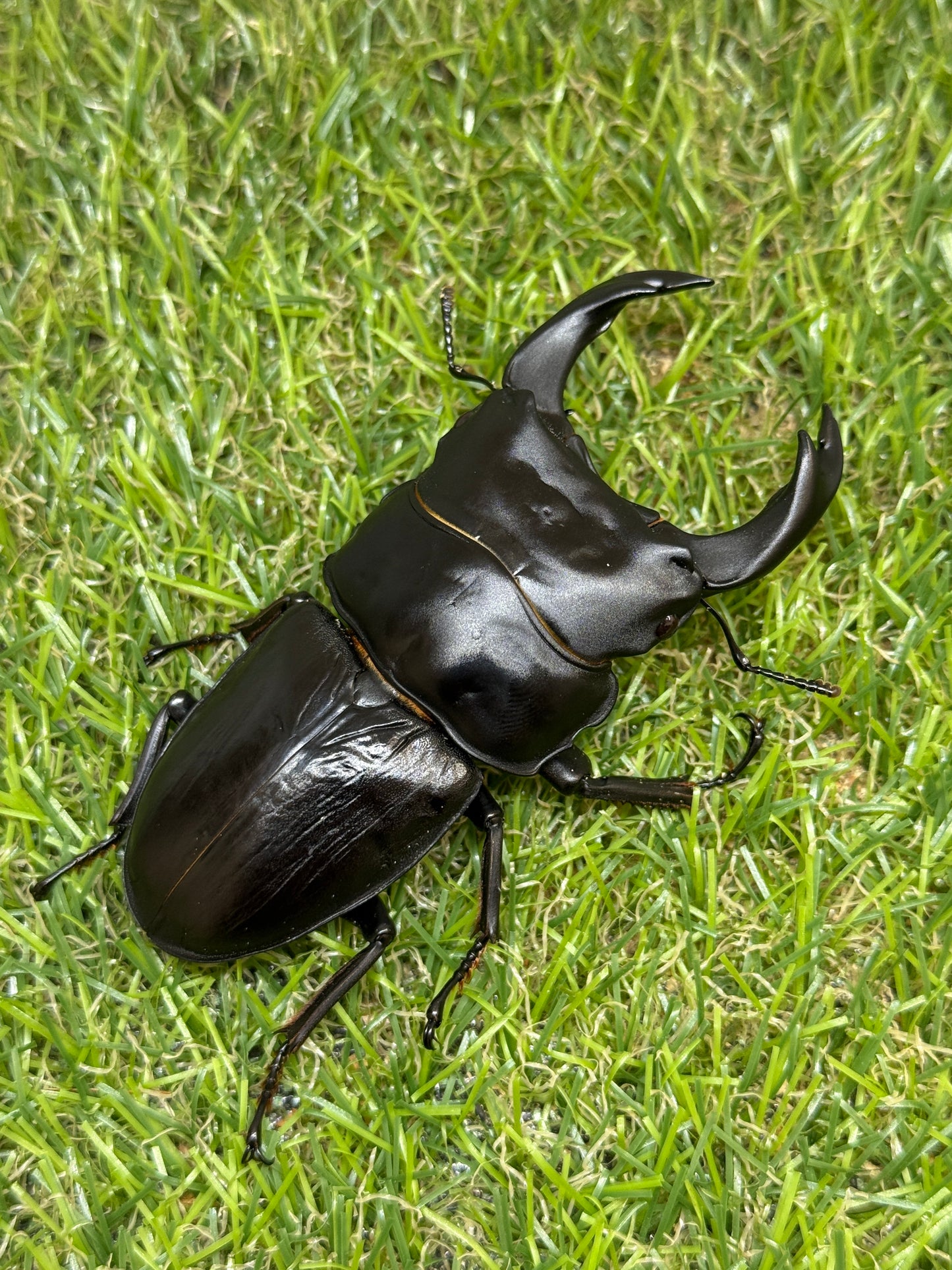 オオクワガタ　奈良輪川西　♂83mm成虫ペア