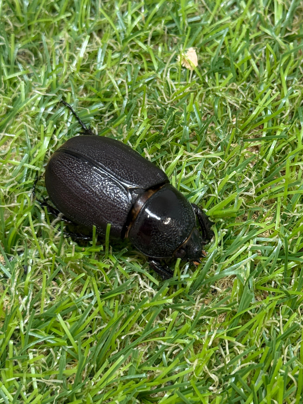 ペヘルケヘラヅノカブト(ペヘルケヒサシサイカブト)　♀freeサイズ単品
