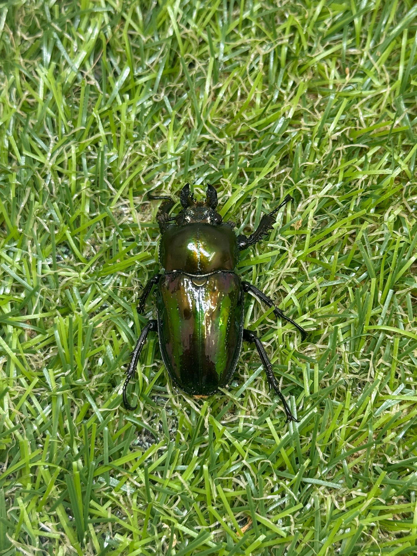 ニジイロクワガタ　♂54mm成虫ペア