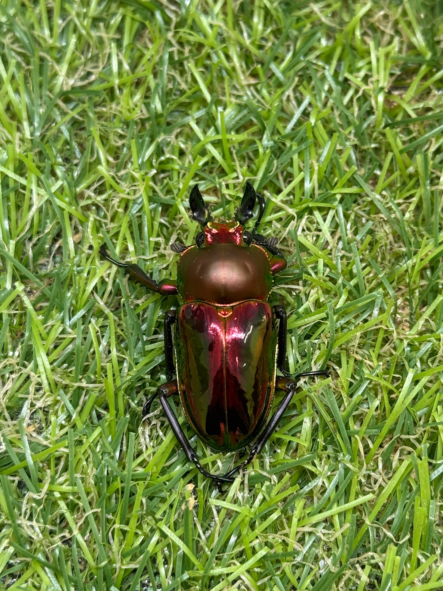 ニジイロクワガタ(レッド系)　freeサイズ成虫ペア