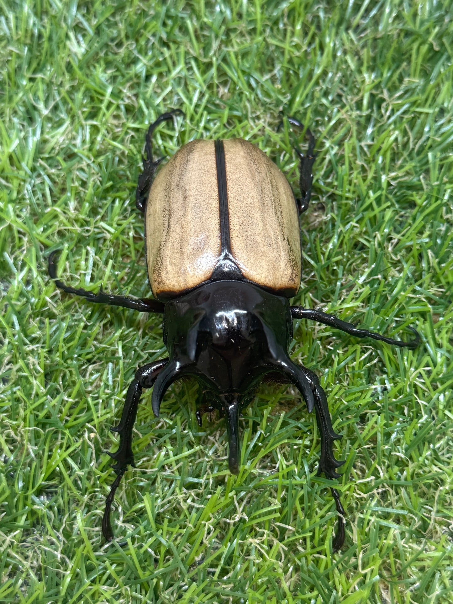 ゴホンヅノカブトWD　♂75mm成虫ペア