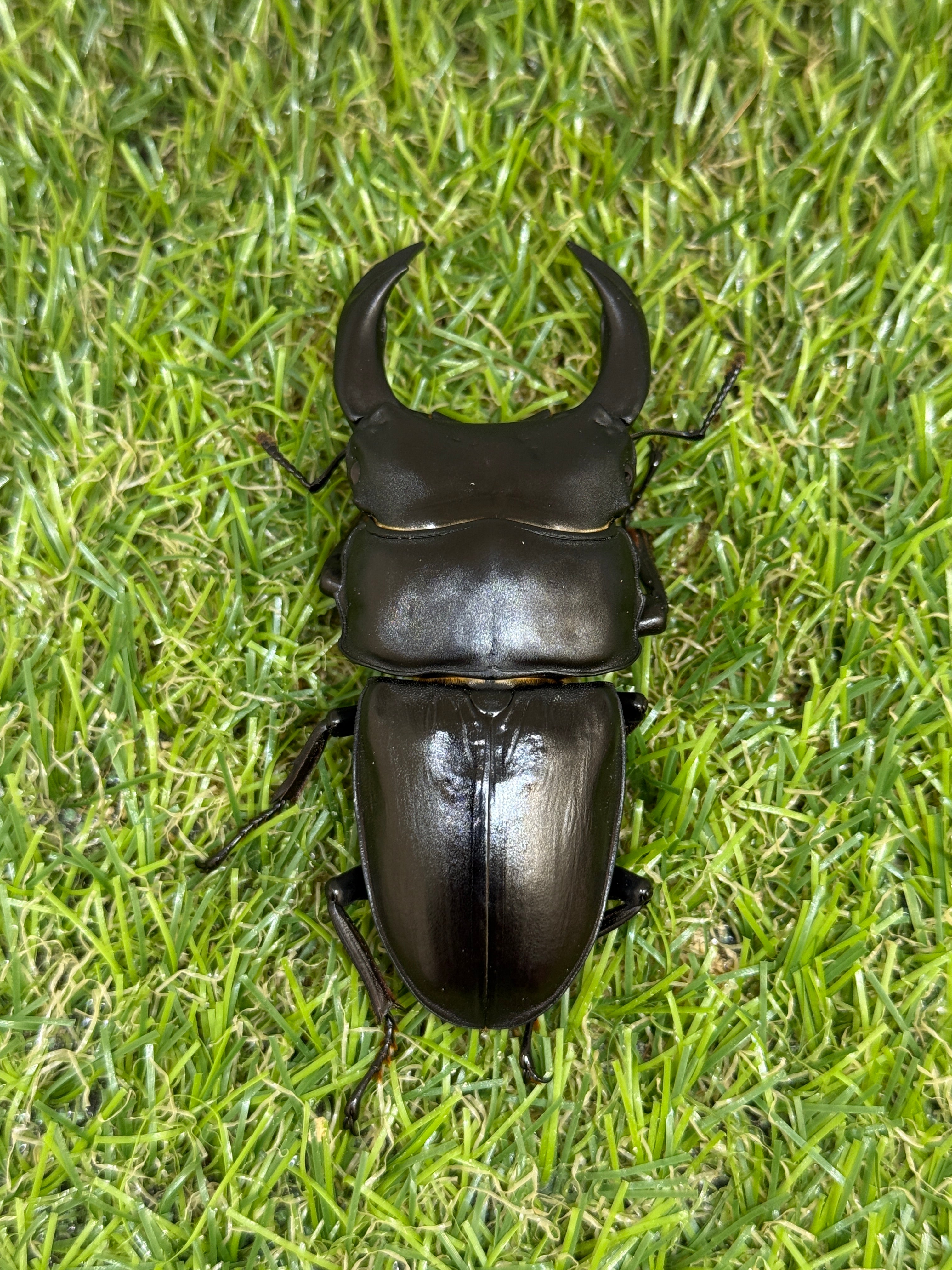 新成虫 オオクワガタ【能勢YG】♂82.8mmと♀53.2mmのペア