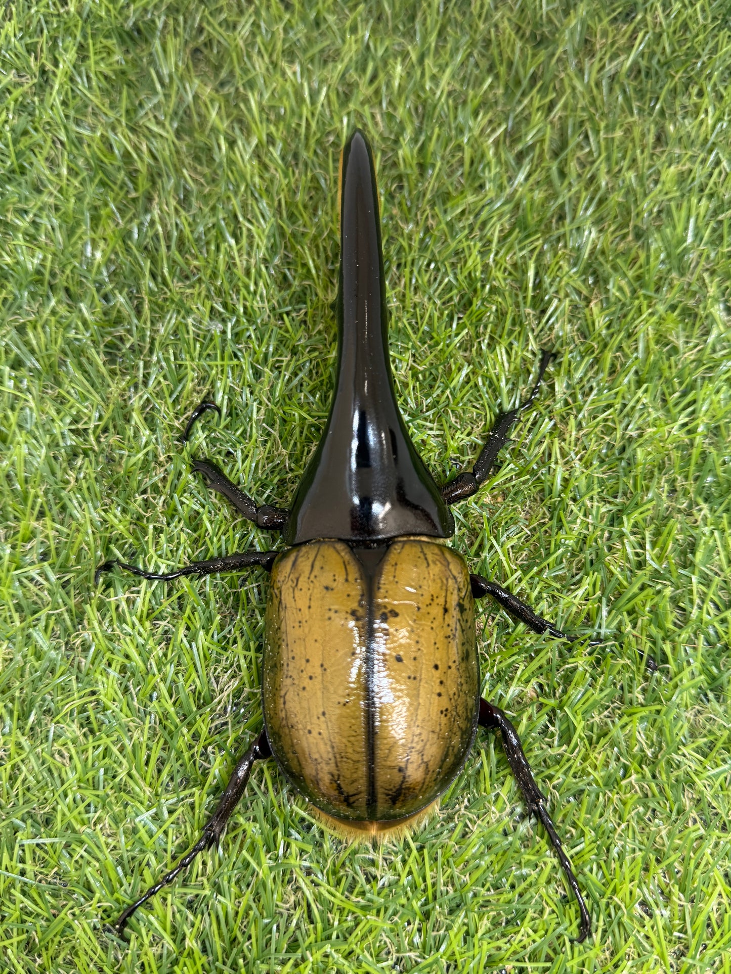 DH･ヘラクレス　♂138mm成虫ペア