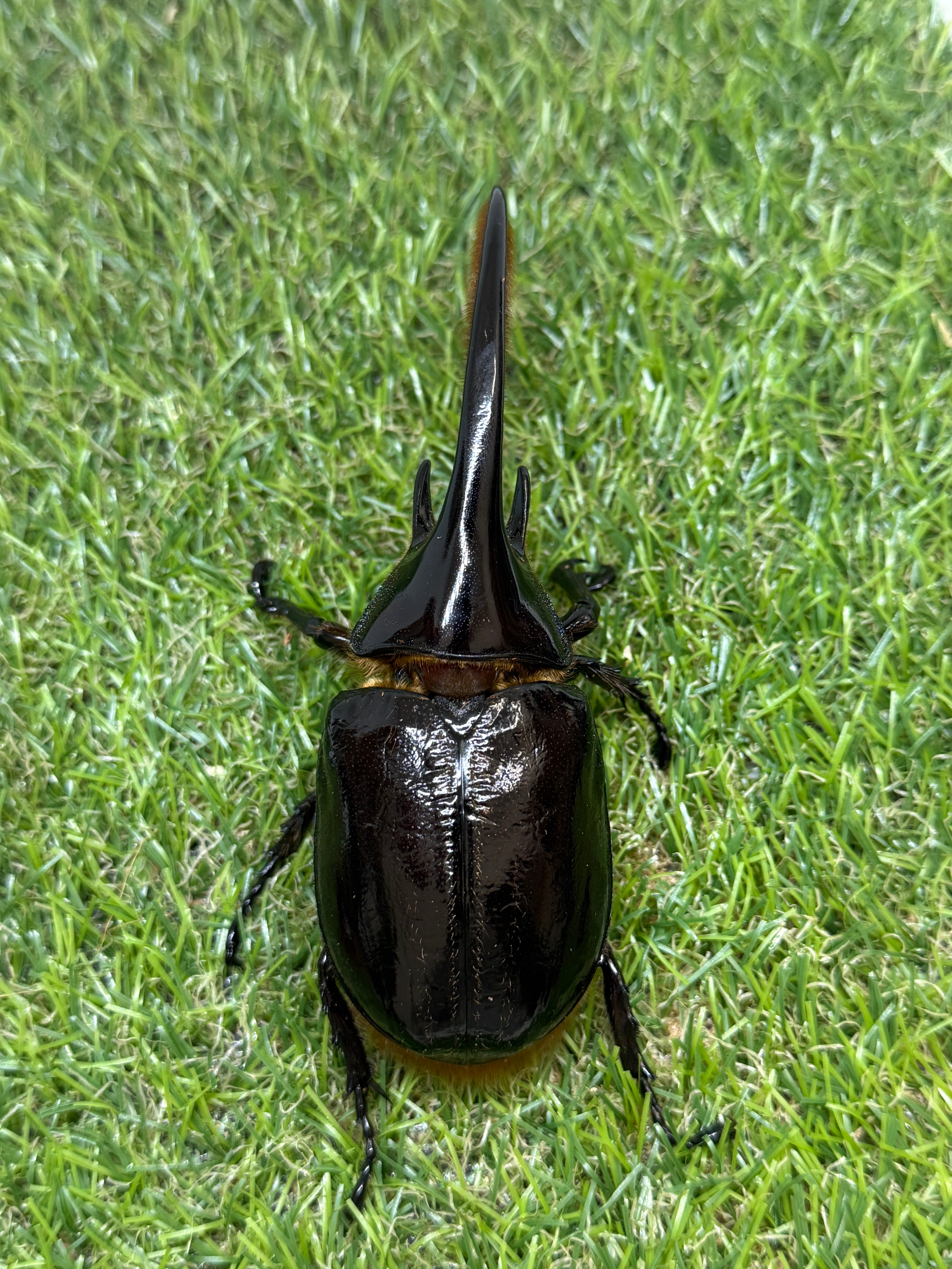 ネプチューンオオカブト ♂115mm成虫ペア – 昆虫ショップNexus