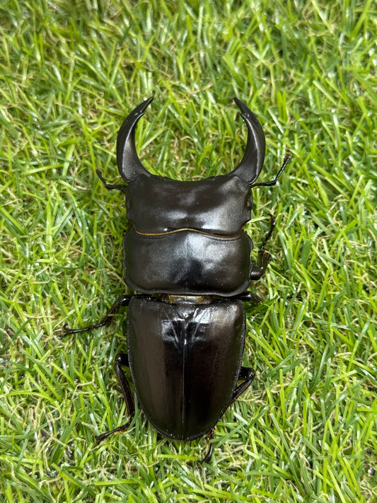 オオクワガタ　奈良輪川西　♂77.1mm成虫ペア