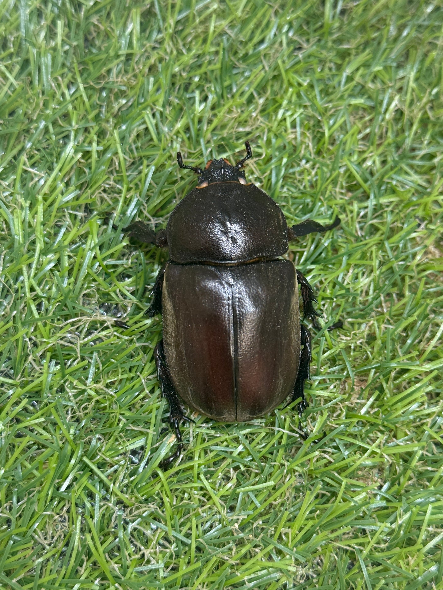 カブトムシ(ホワイトアイ血統)　サイズfree成虫ペア