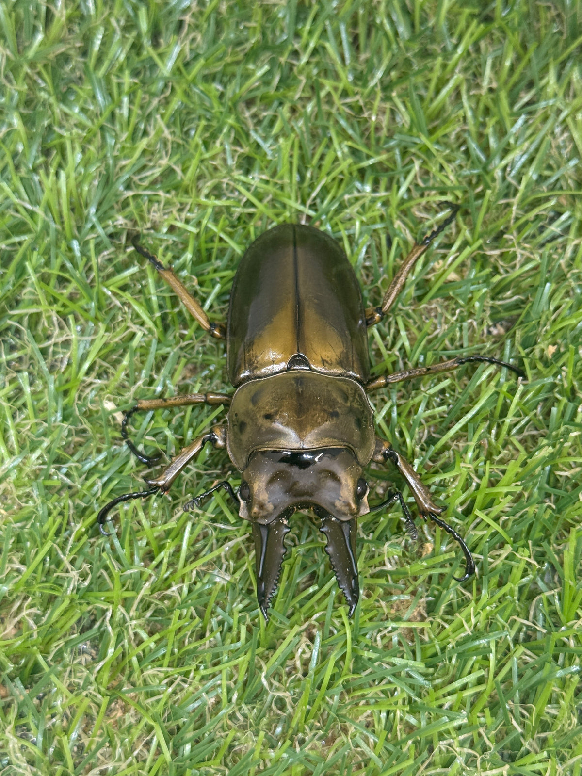 ババオウゴンオニクワガタ　♂58.3mm成虫ペア　即ブリード可能