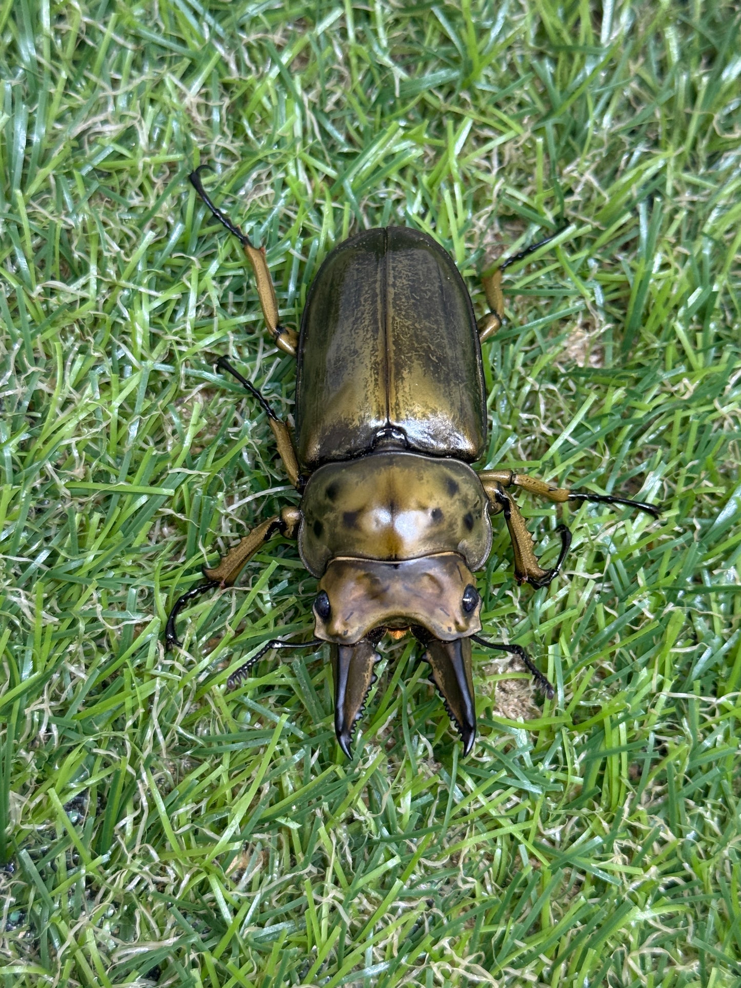 ババオウゴンオニクワガタ　♂54mm成虫ペア
