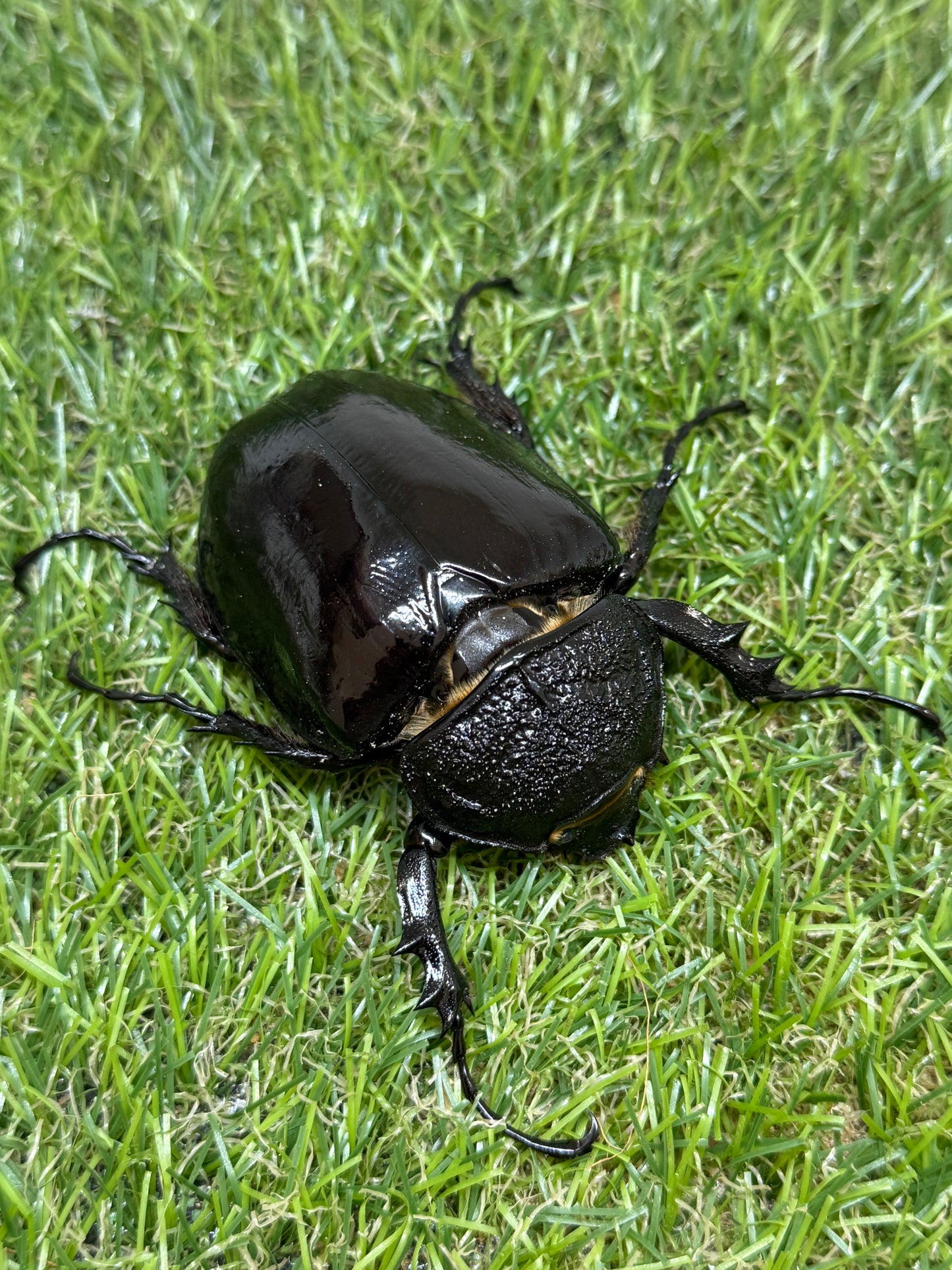 マルスゾウカブト　♂106mm成虫ペア