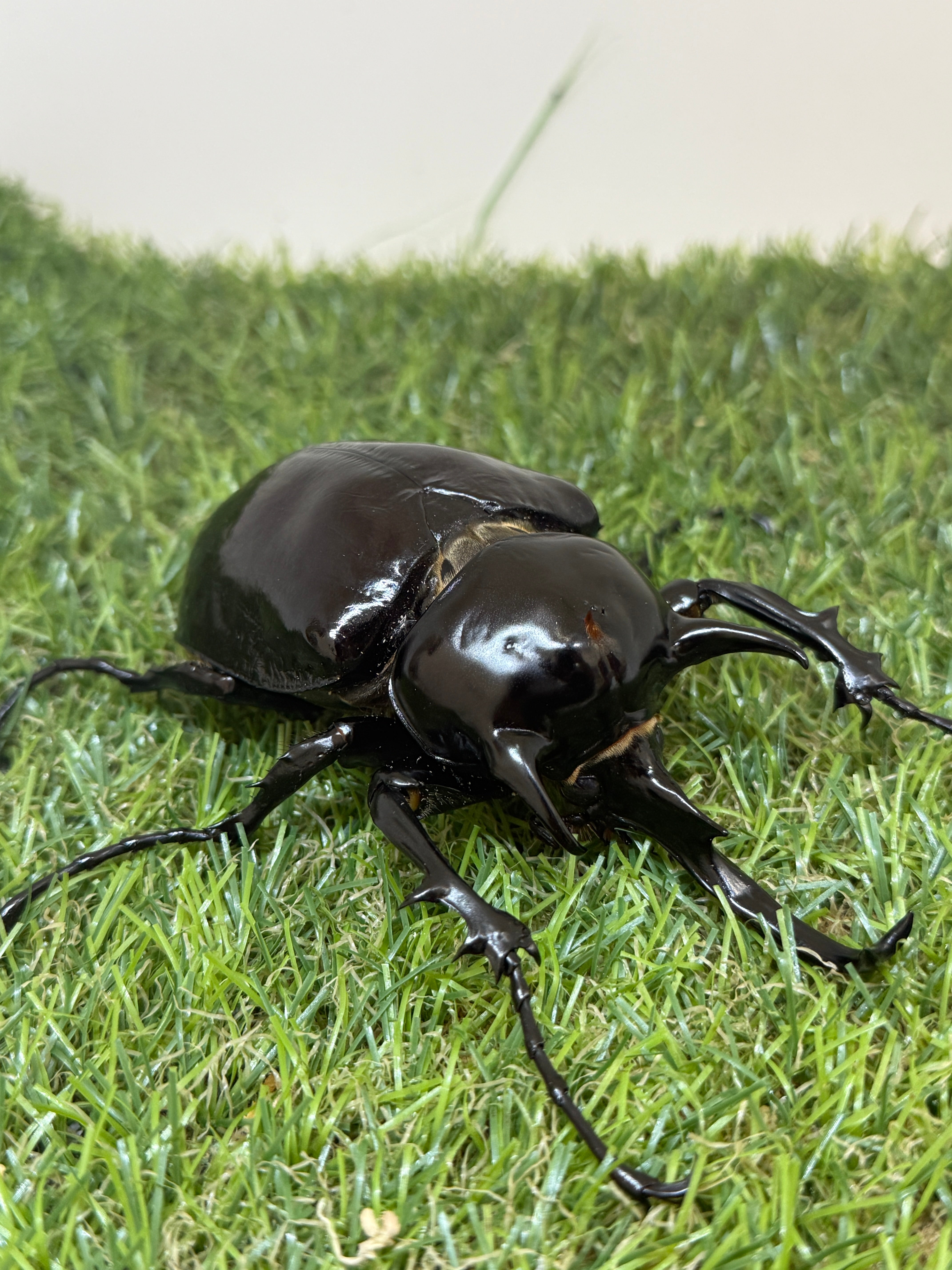 マルスゾウカブト ♂104mm単品 – 昆虫ショップNexus