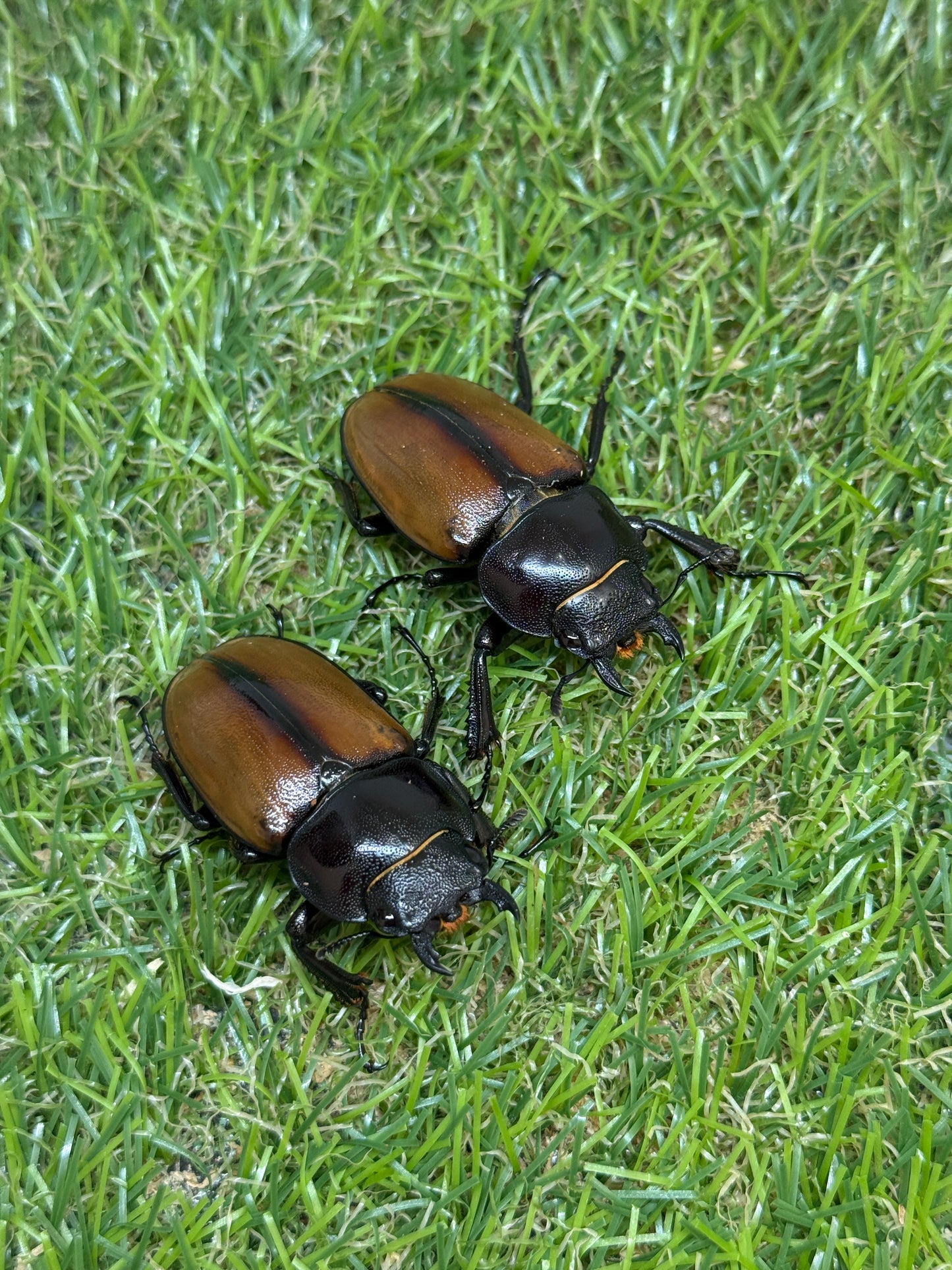 ラフェルトノコギリクワガタ　♂75mm成虫トリオ