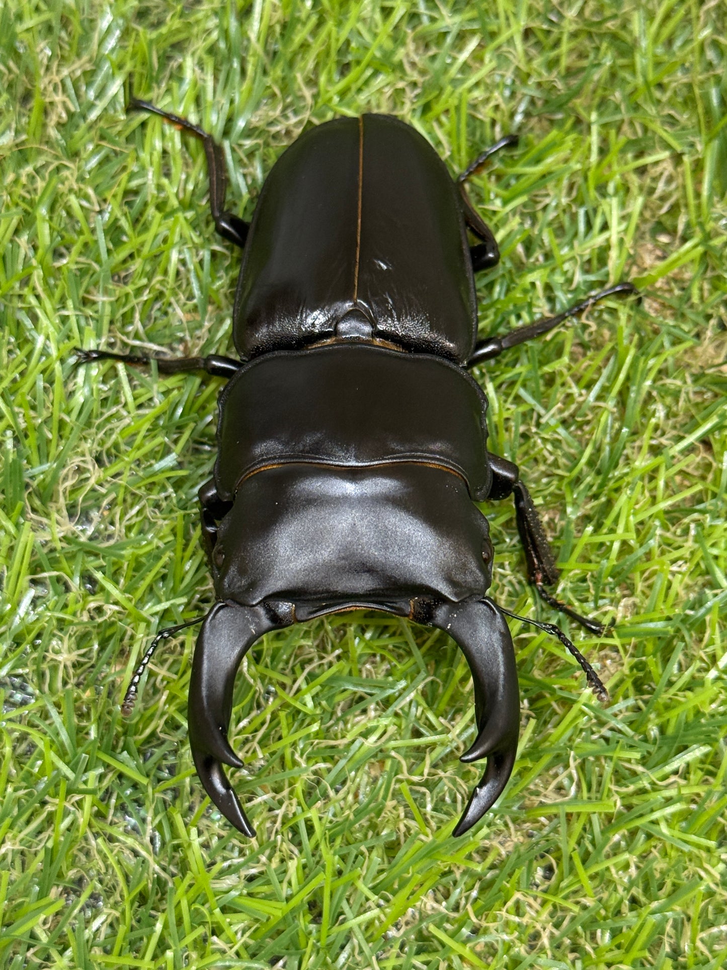 オオクワガタ 能勢YG　♂80.9mm成虫ペア