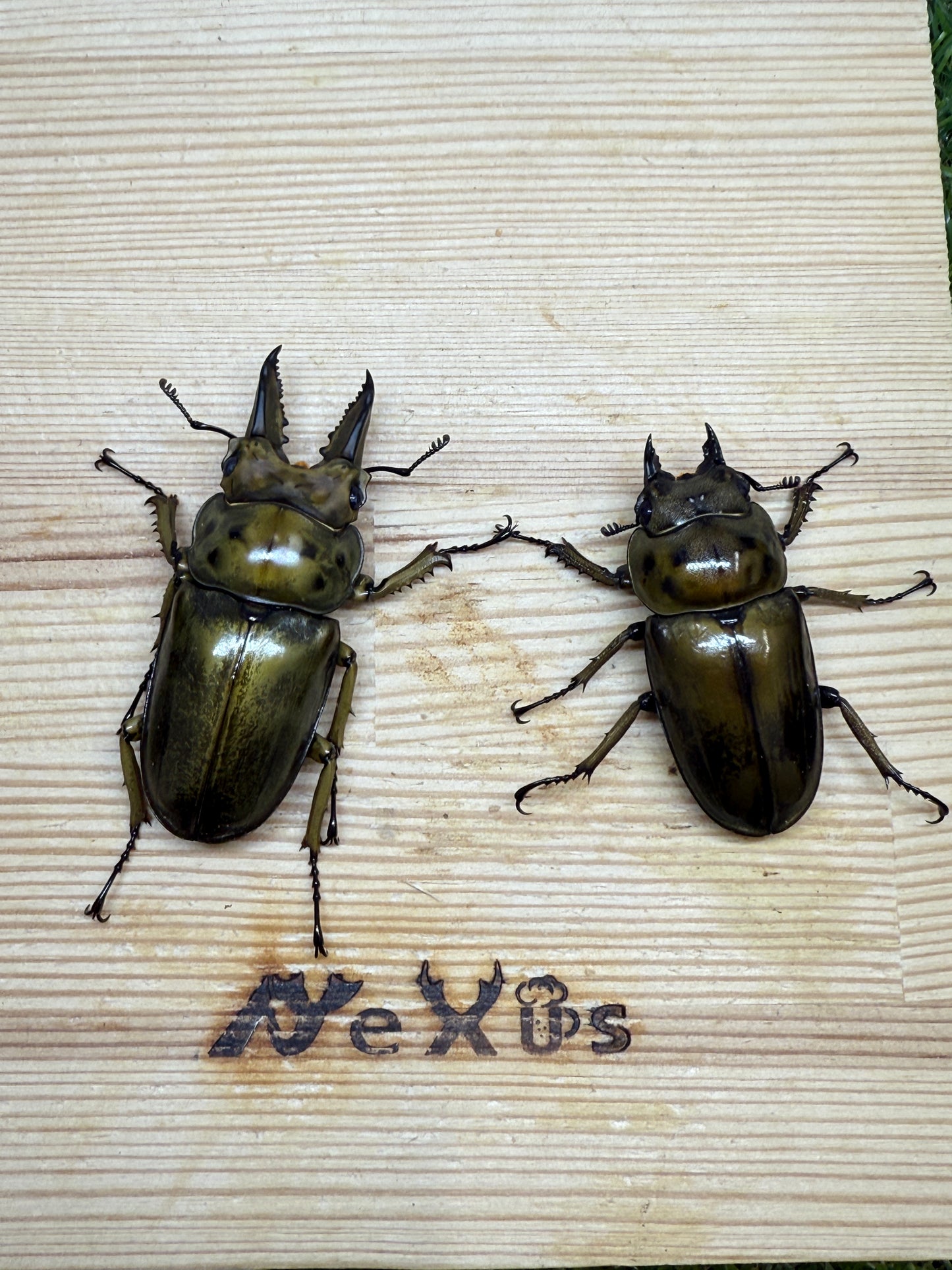 ババオウゴンオニクワガタ　♂54mm成虫ペア
