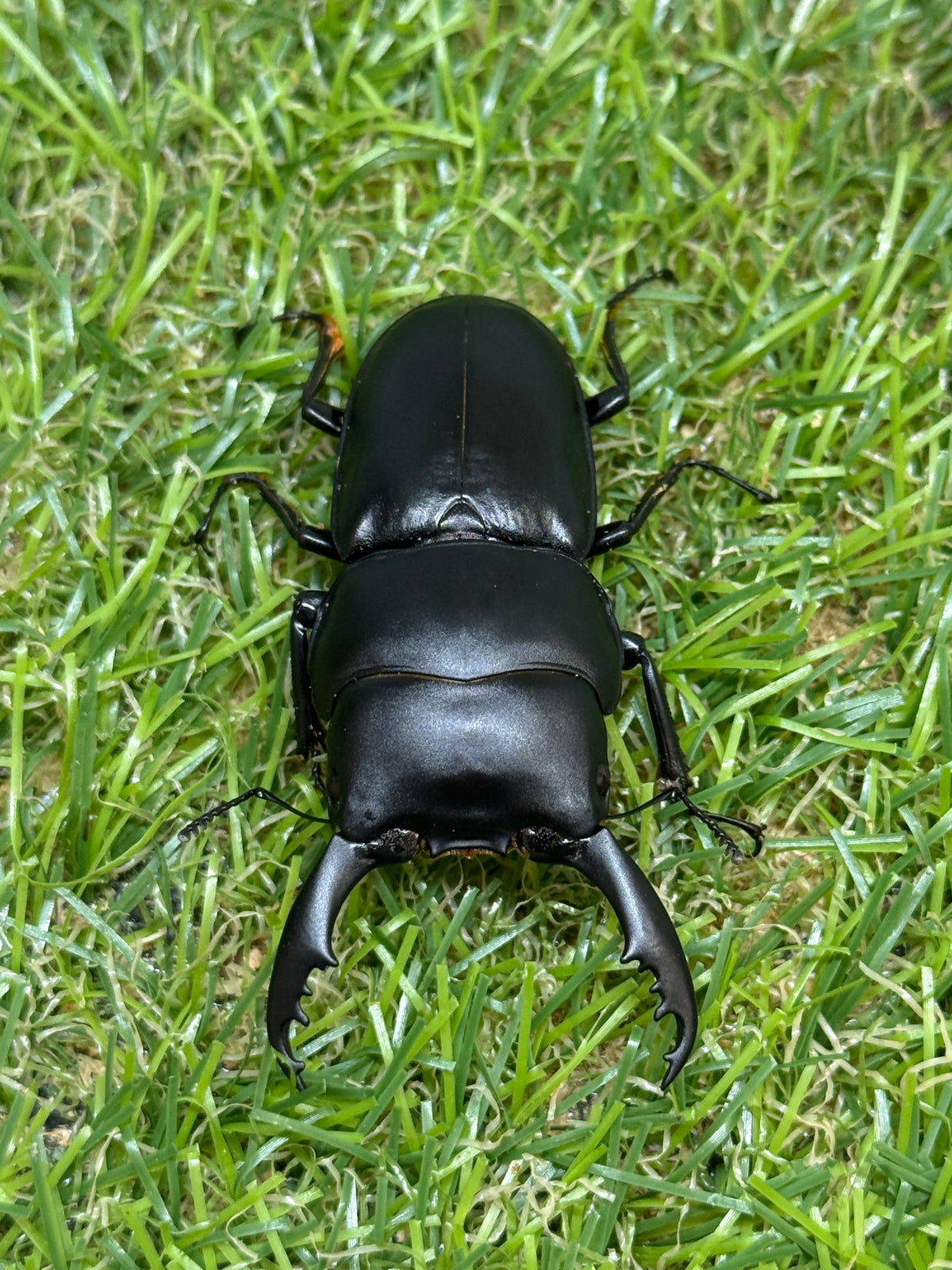 インターメディウスヒラタクワガタ　♂55.2mm成虫ペア