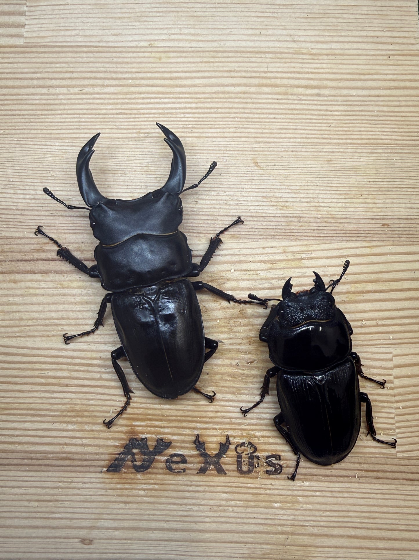 オオクワガタ　奈良輪川西　♂70mm成虫ペア