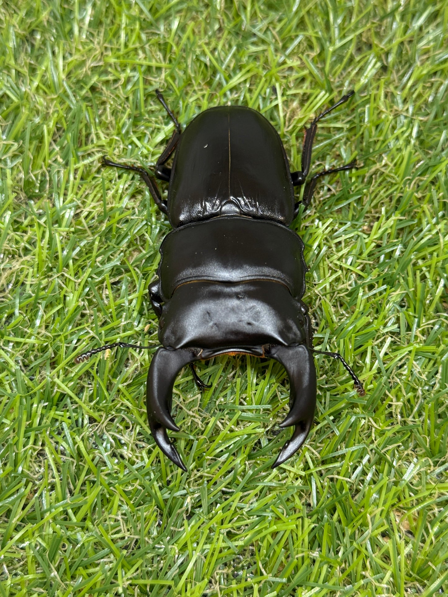 オオクワガタ　奈良輪川西　♂77.8mm成虫ペア