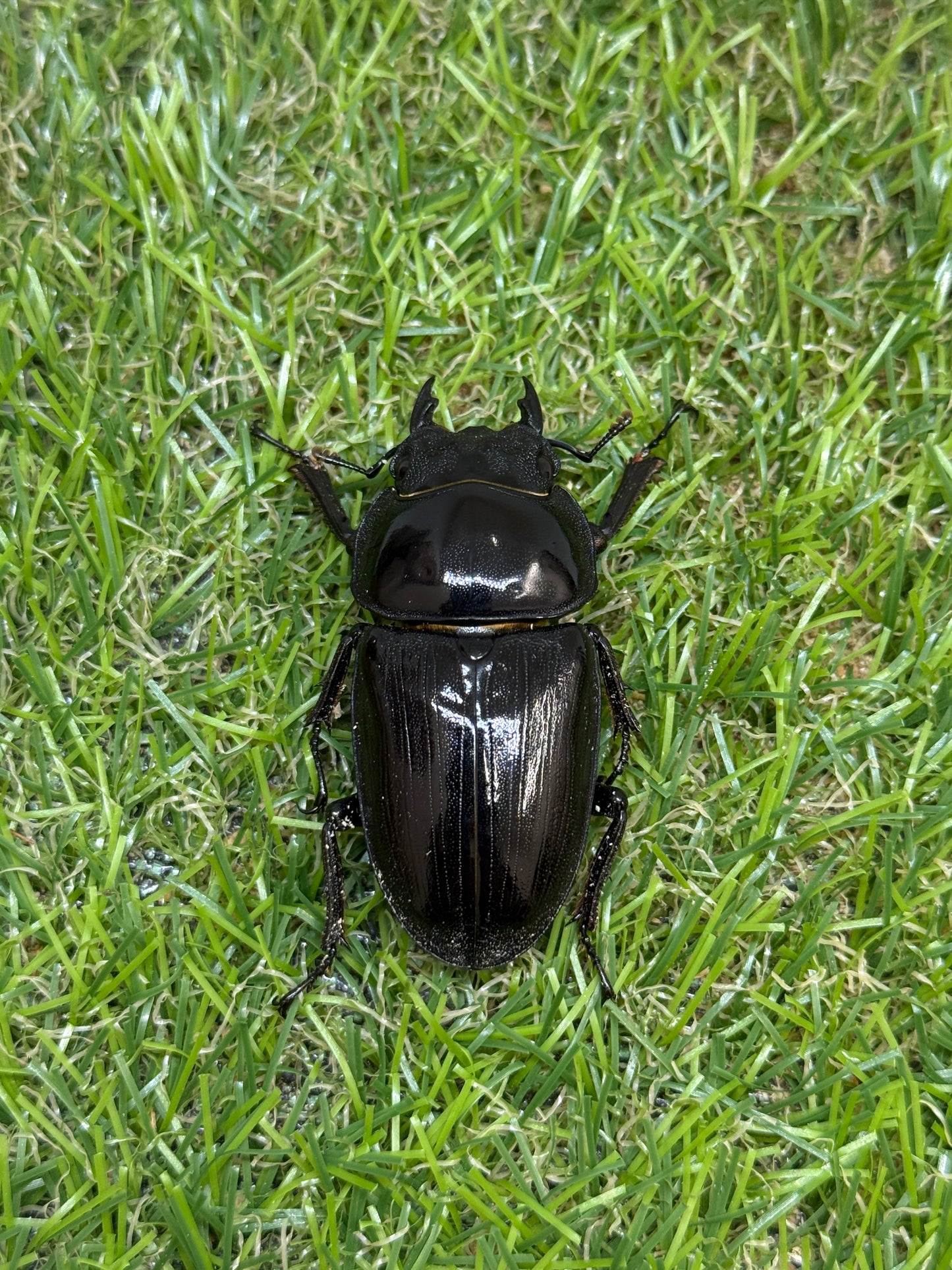 オオクワガタ　奈良輪川西　♂79mm成虫ペア