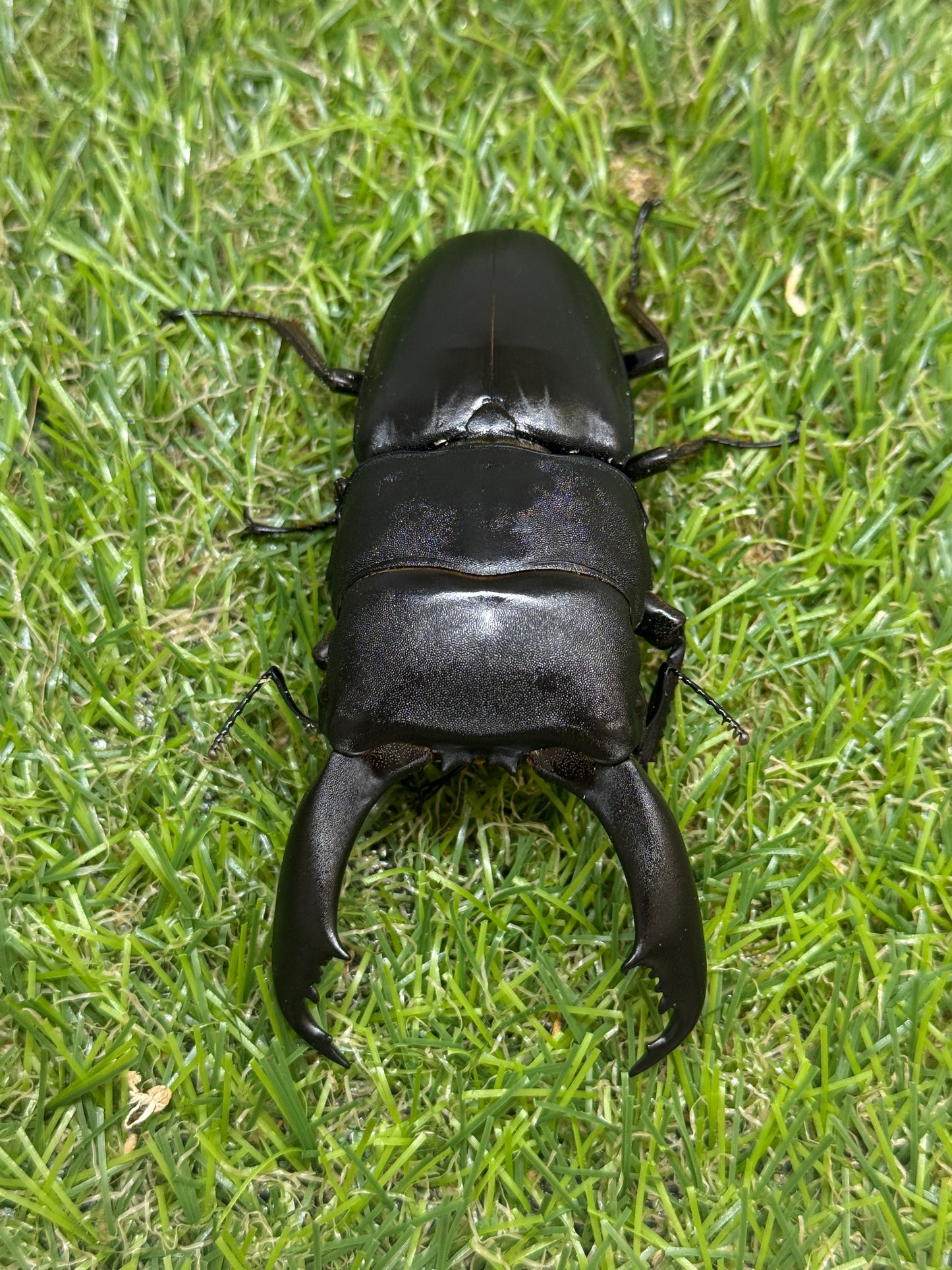 テイオウヒラタクワガタ(大城戸血統)　♂94mm成虫ペア