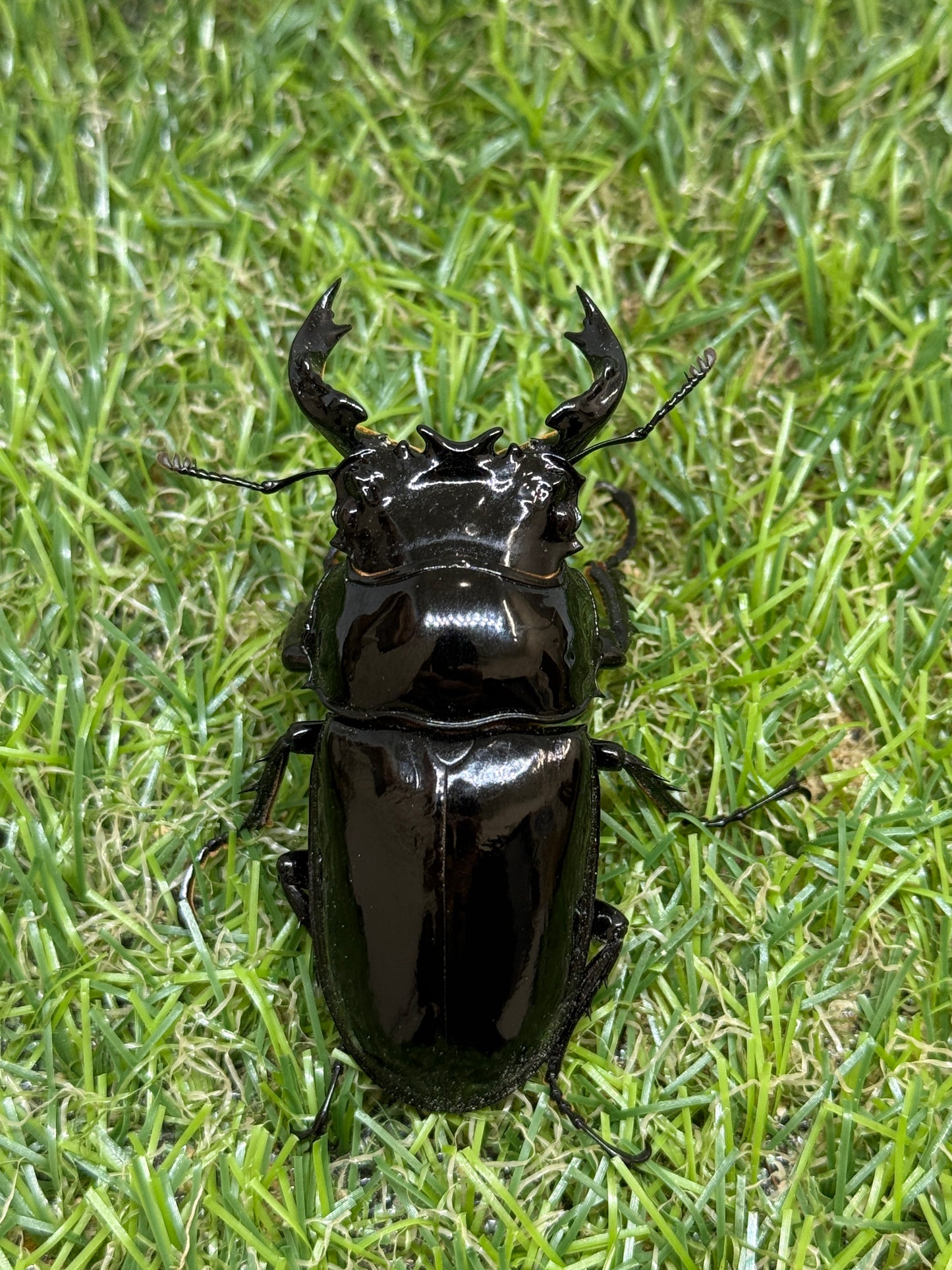 タランドゥスオオツヤクワガタ　♂64.5mm成虫ペア