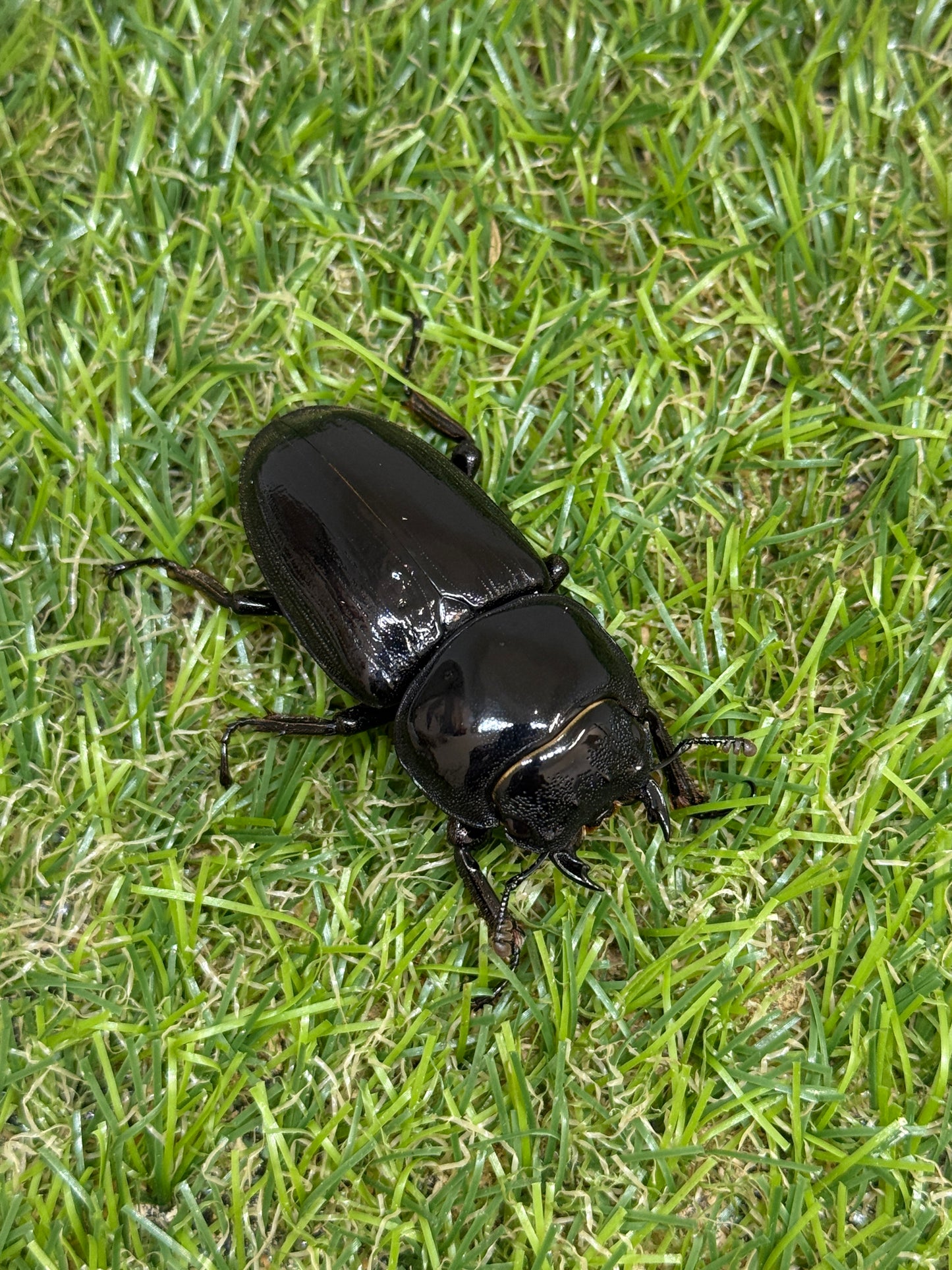 グランディスオオクワガタ　♂66.5mm成虫ペア