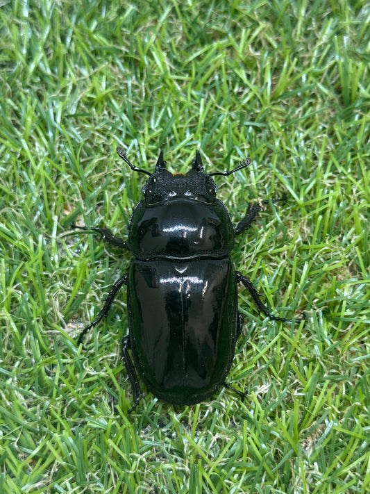 タランドゥスオオツヤクワガタ　♀51.5mm単品