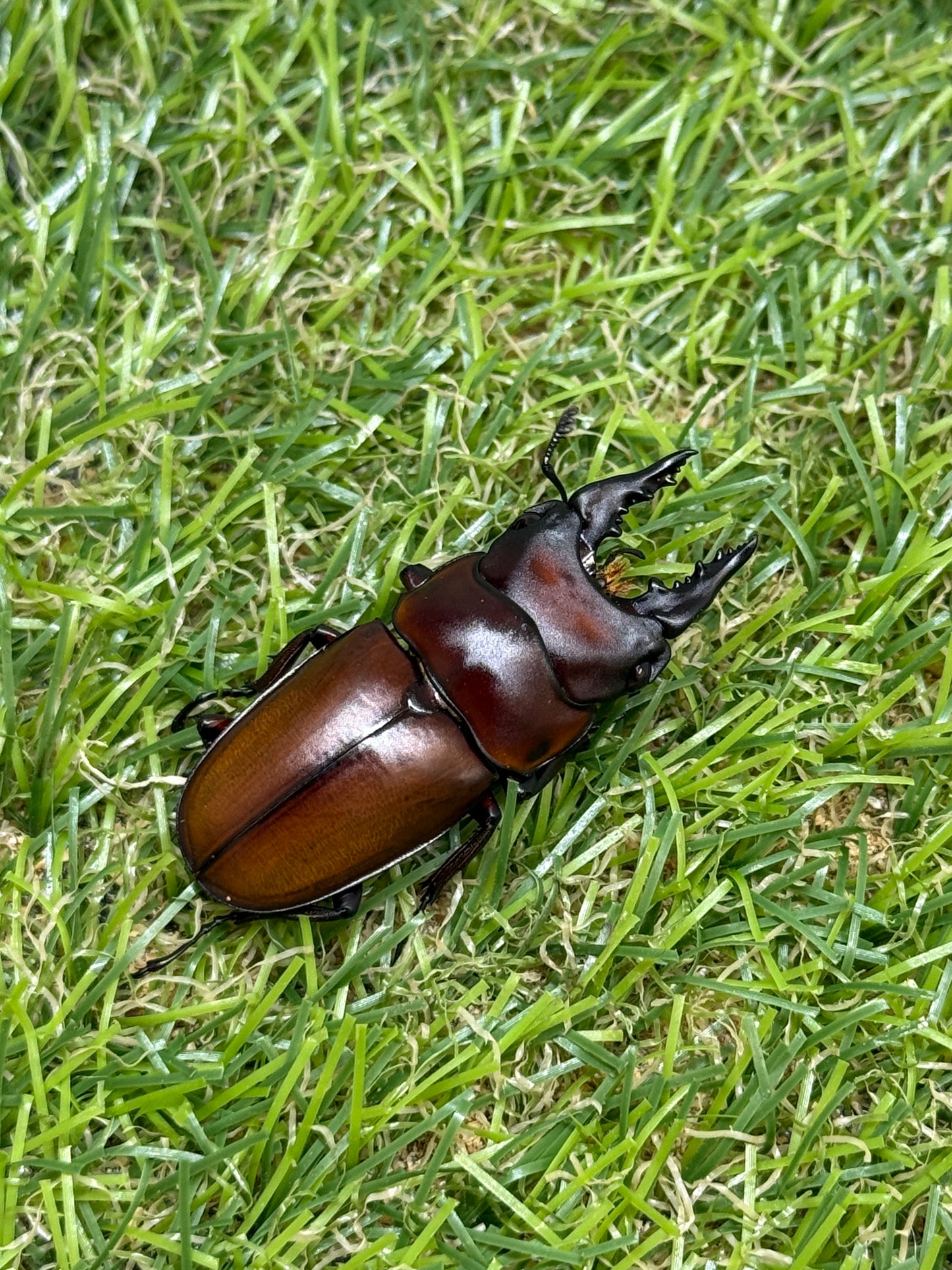フスクスノコギリクワガタ　♂41mm成虫ペア