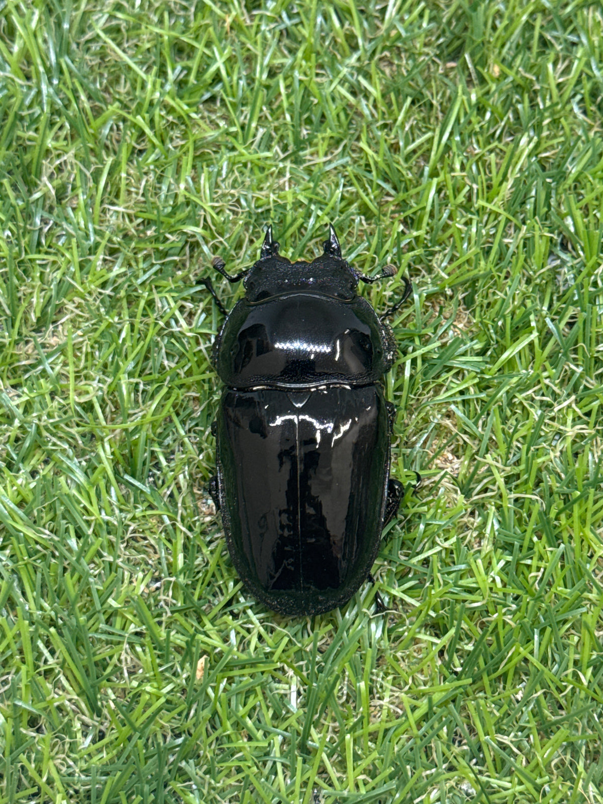 タランドゥスオオツヤクワガタ　♂81mm成虫ペア