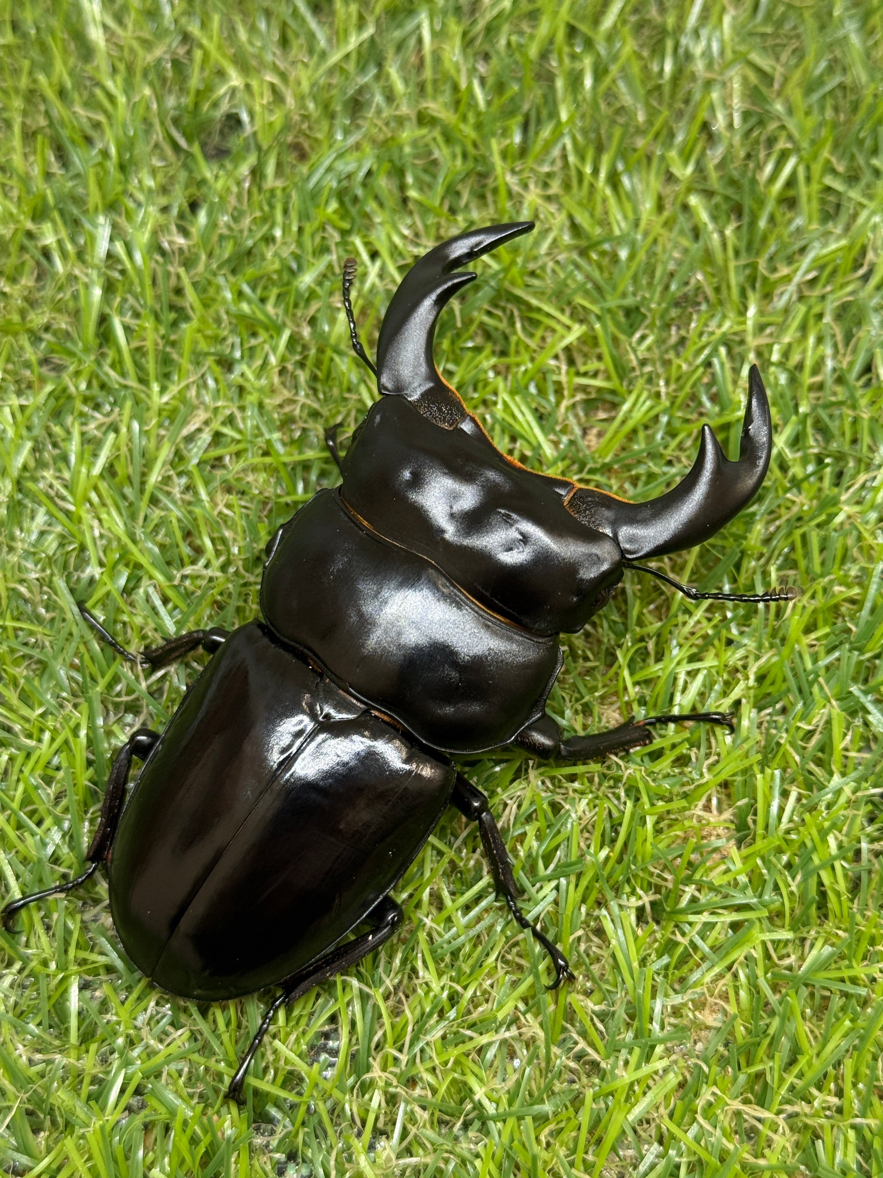 インドアンタエウスオオクワガタ(ガントク) ♂84mm成虫ペア – 昆虫