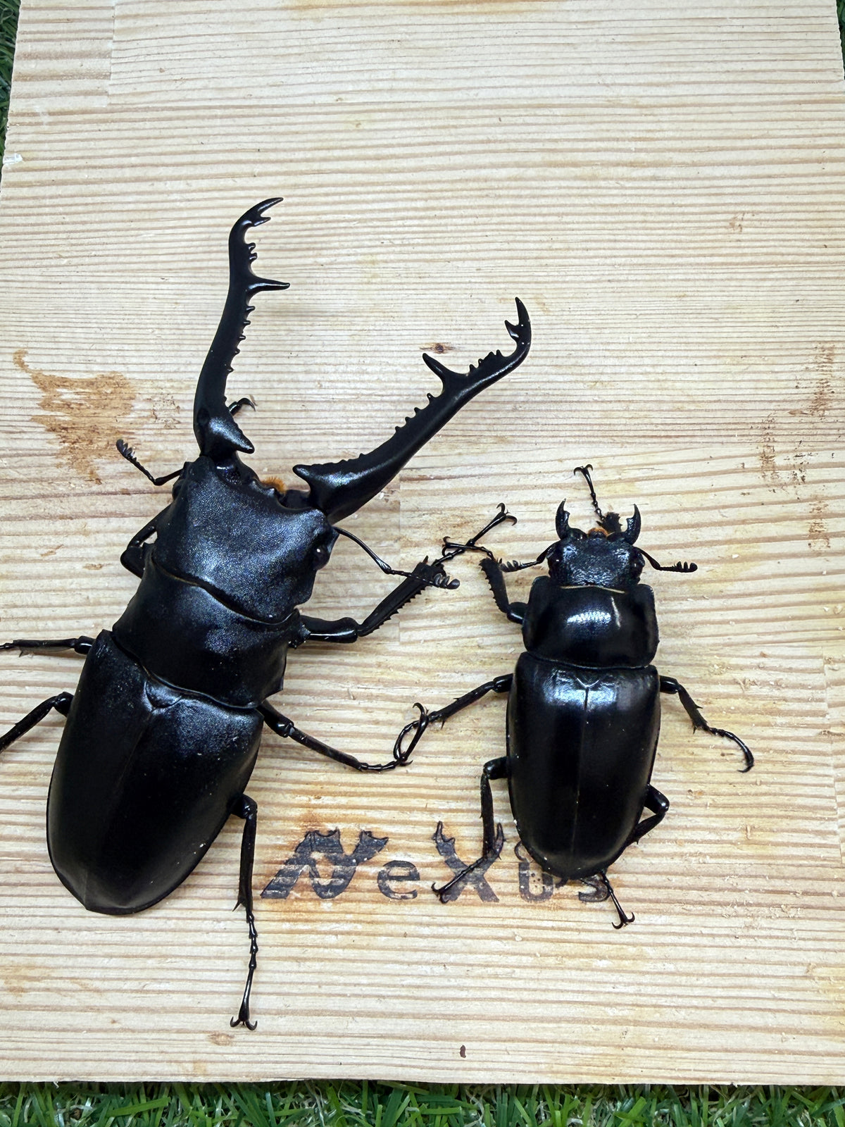 ギラファノコギリクワガタ ケイスケ ♂98.5mm成虫ペア